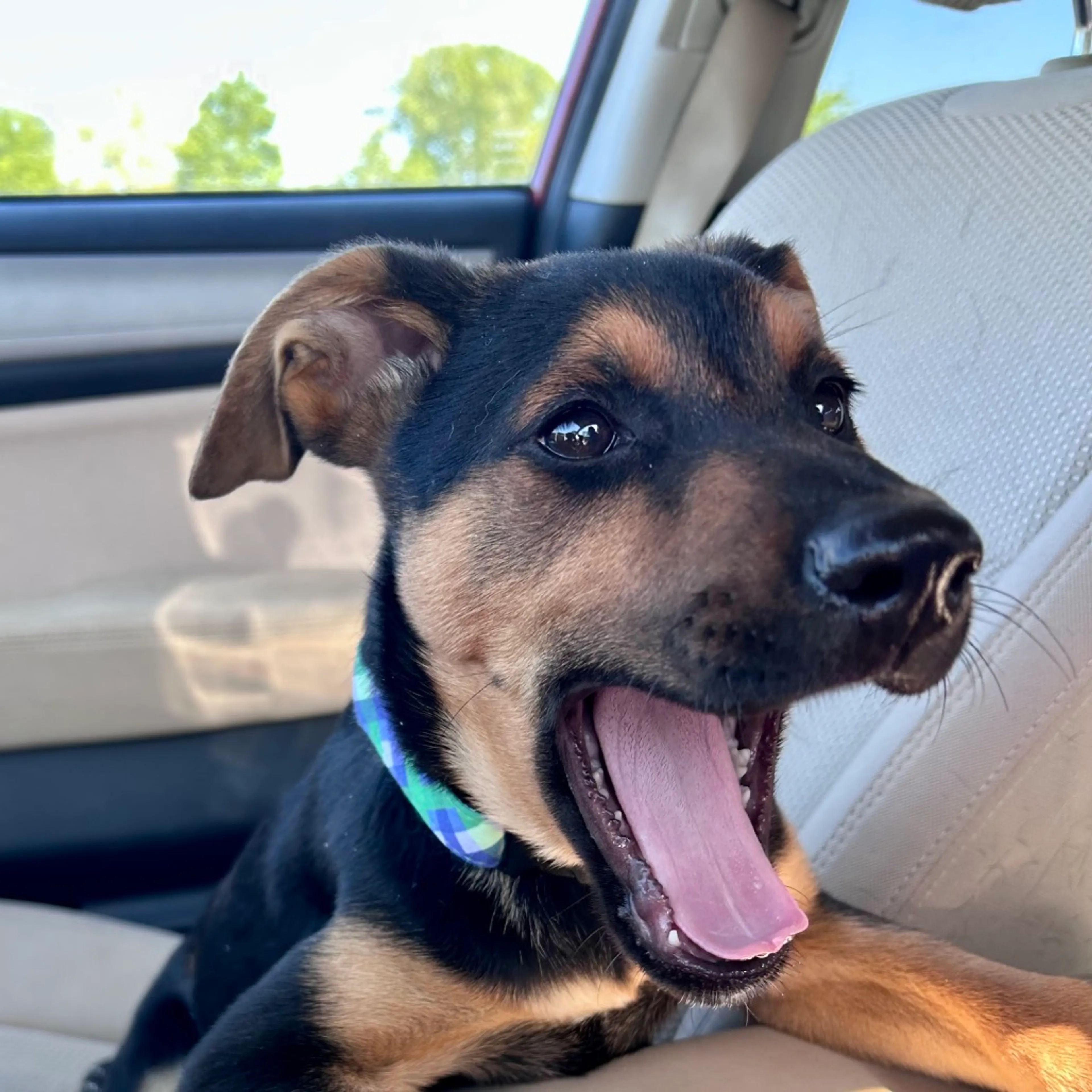 Found pet-4