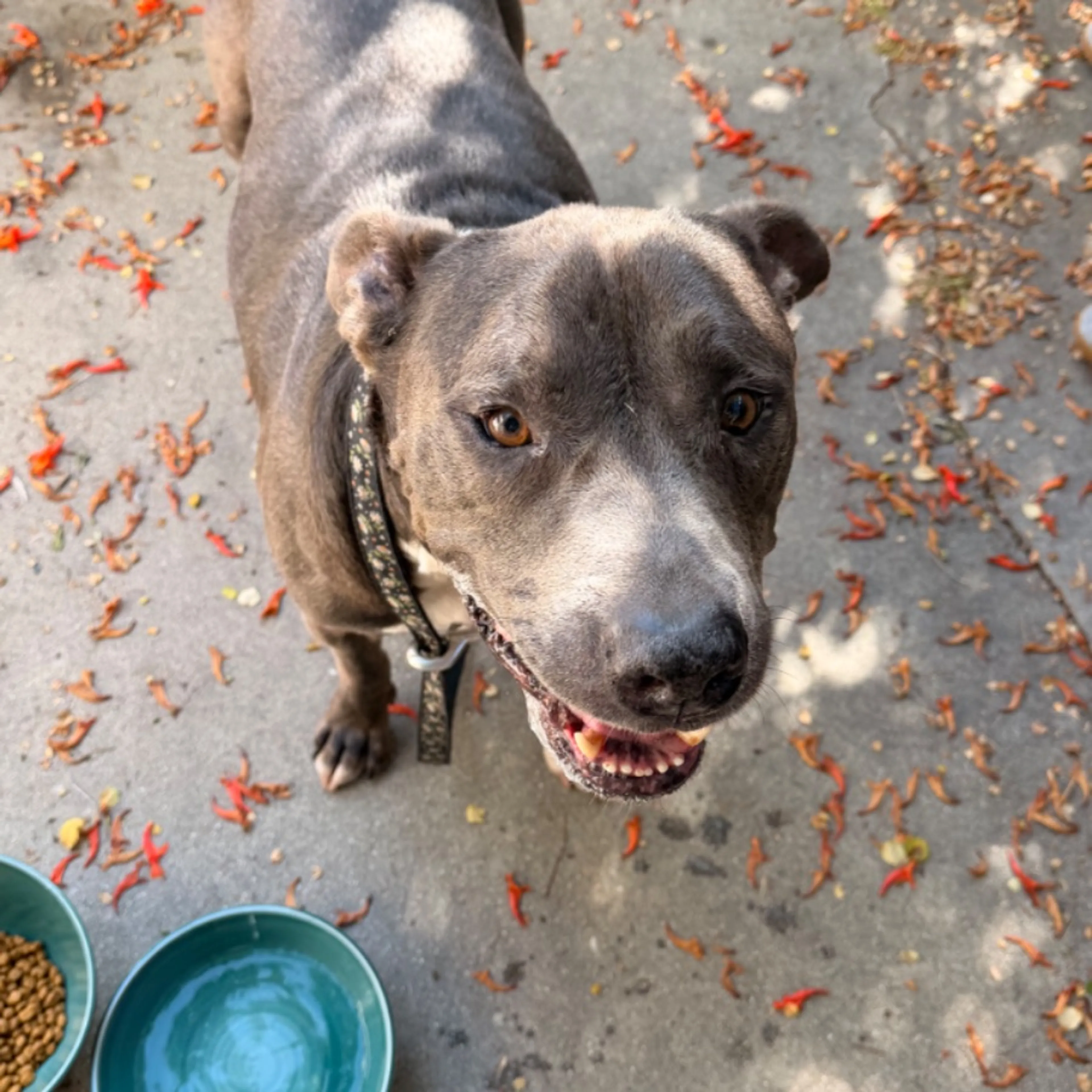 Found pet
