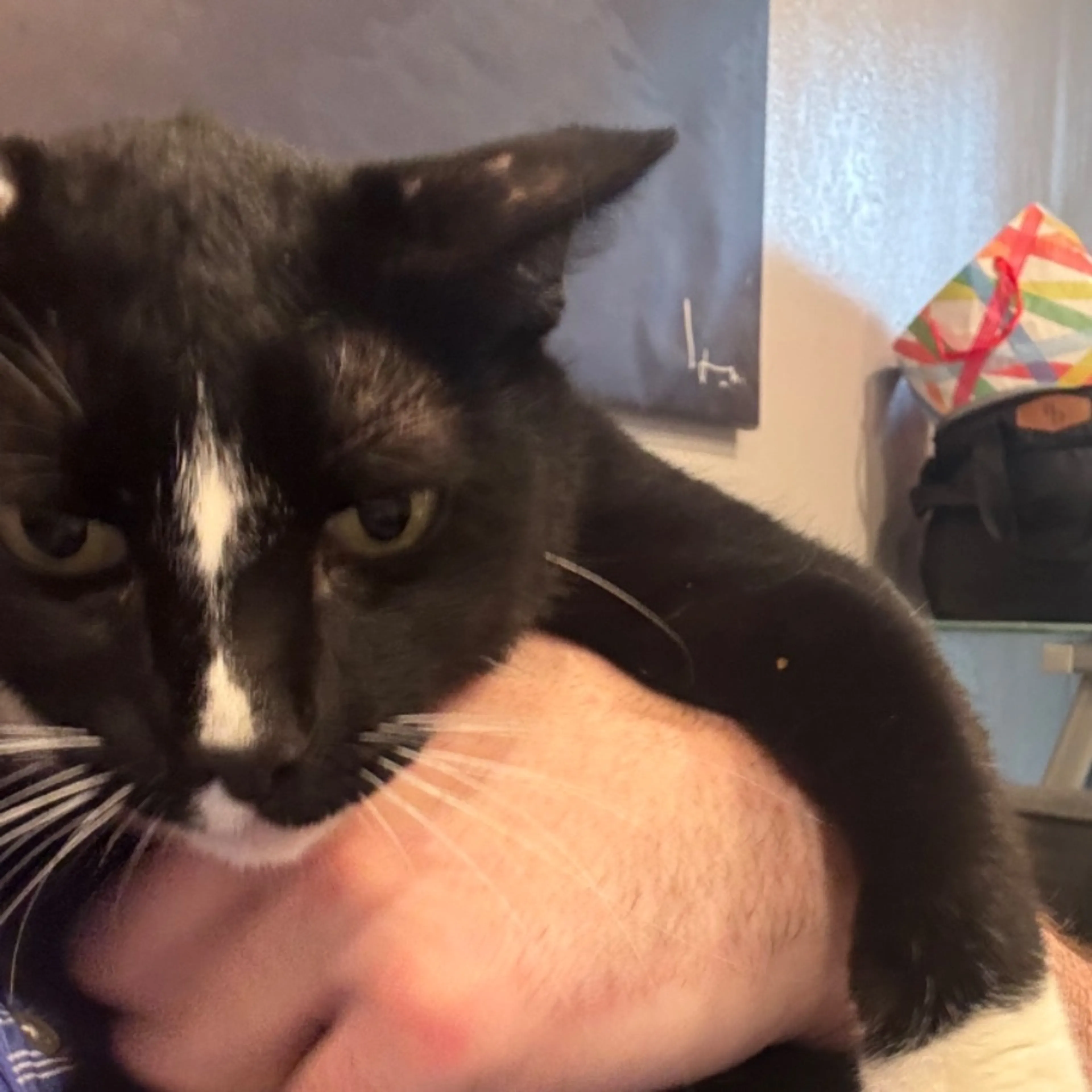 Lost pet-0