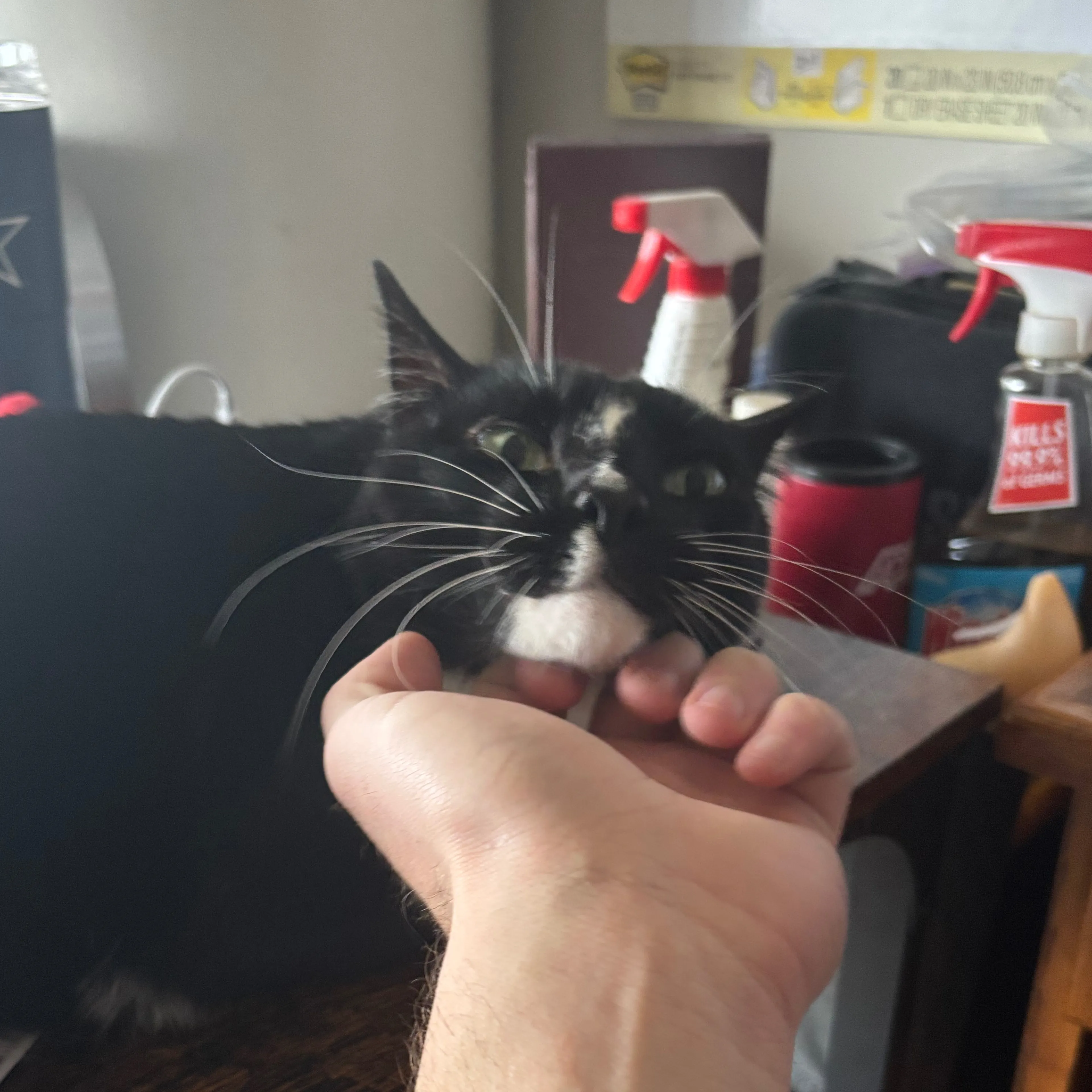 Lost pet-2