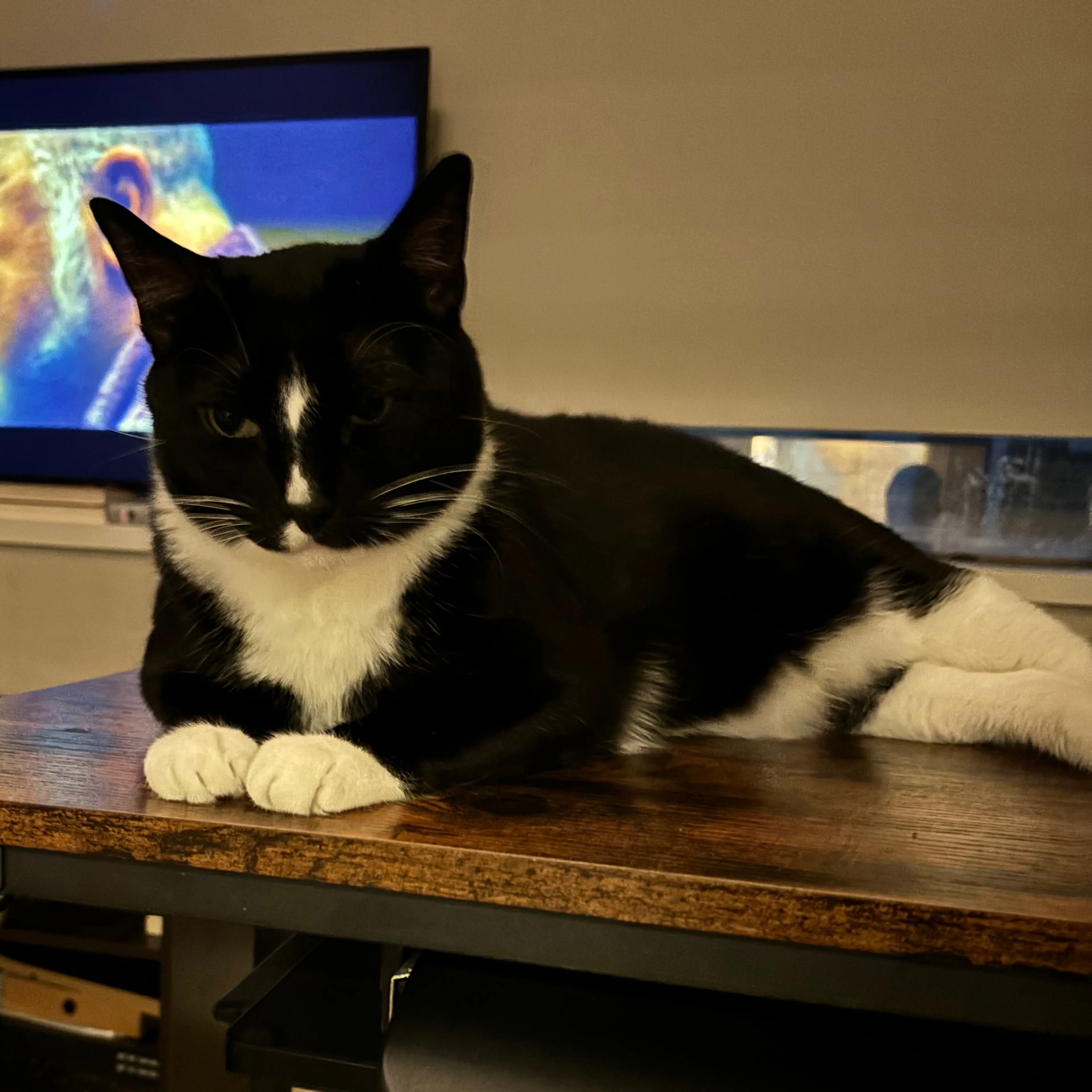 Lost pet-1
