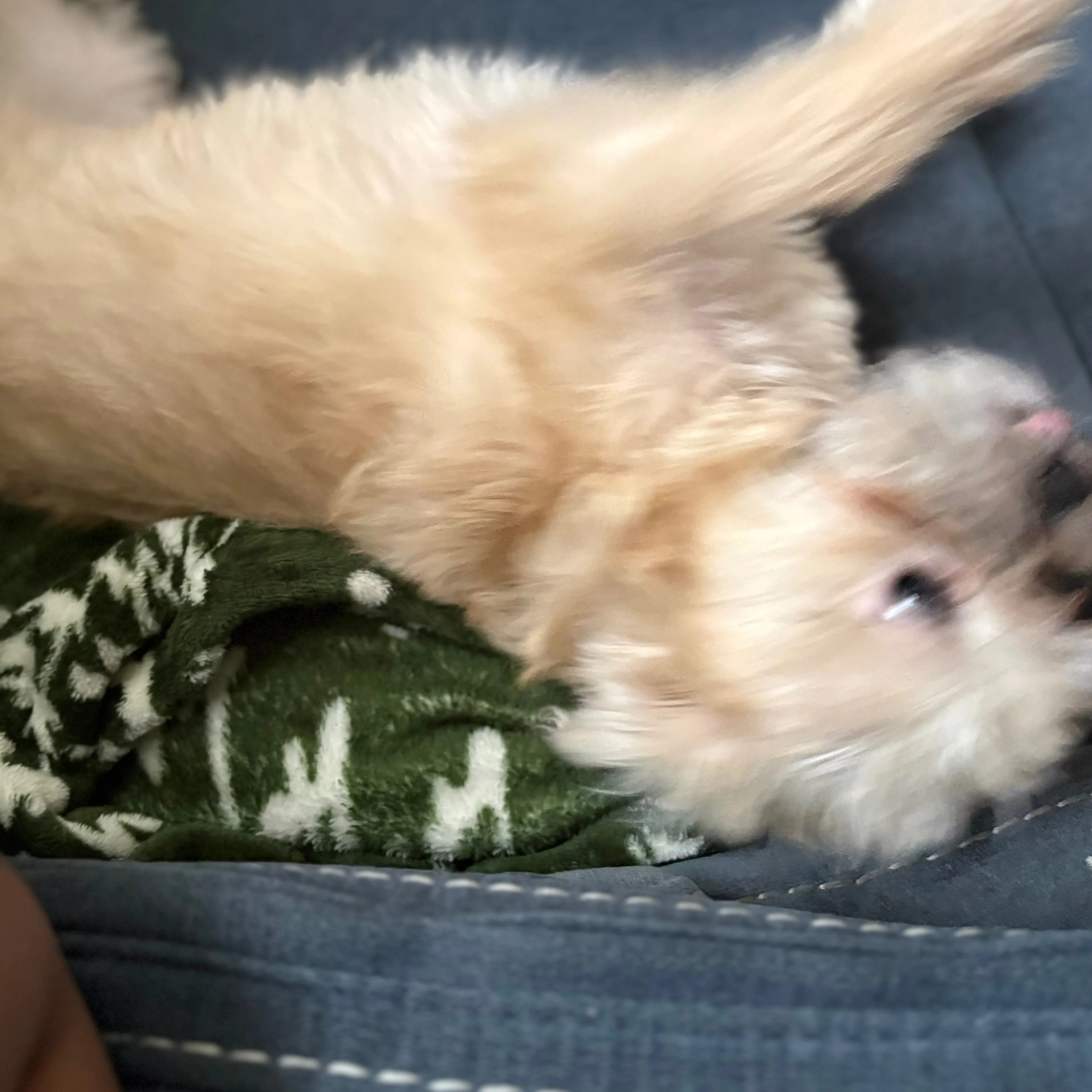 Lost pet-2