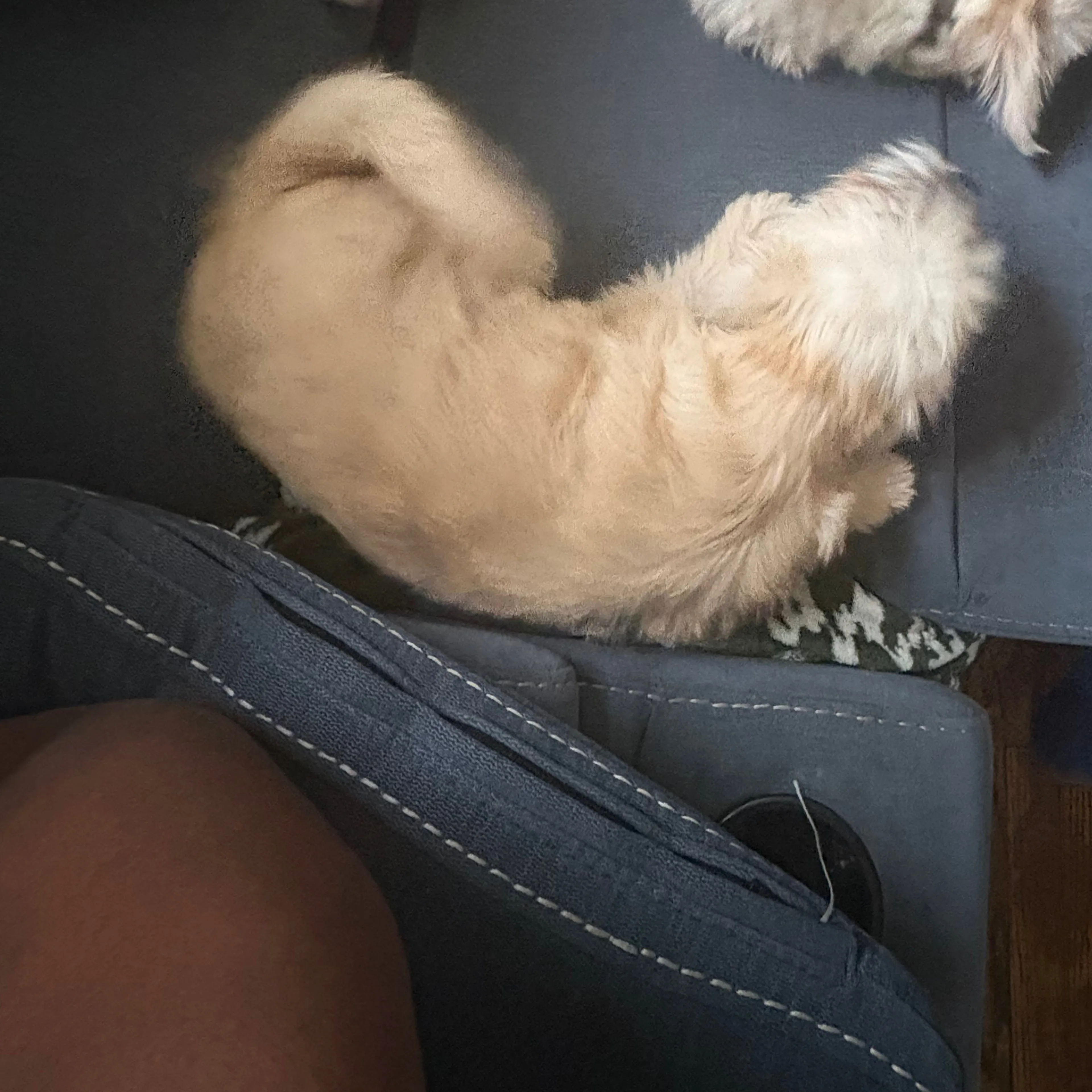 Lost pet-1