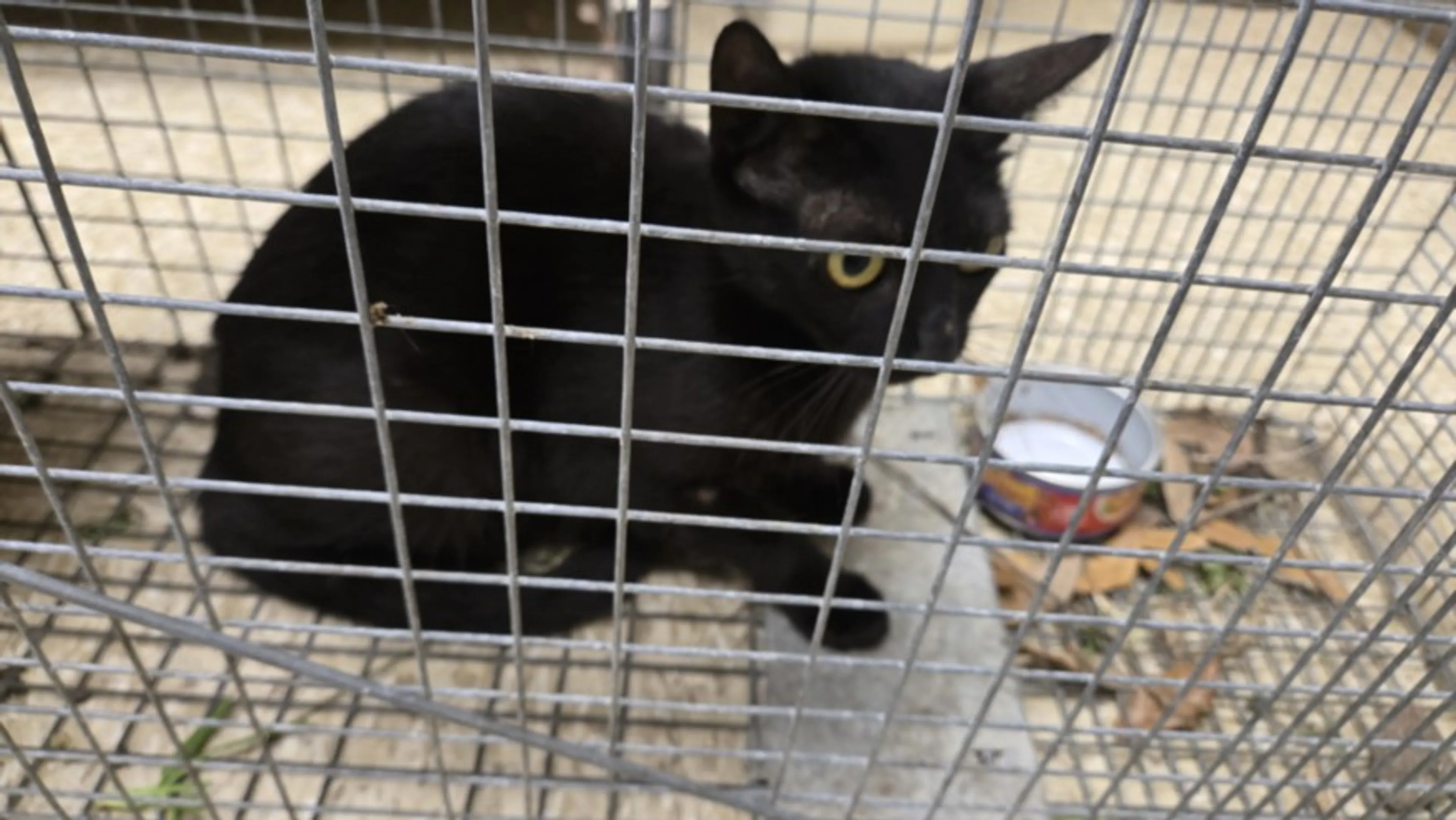 Found pet