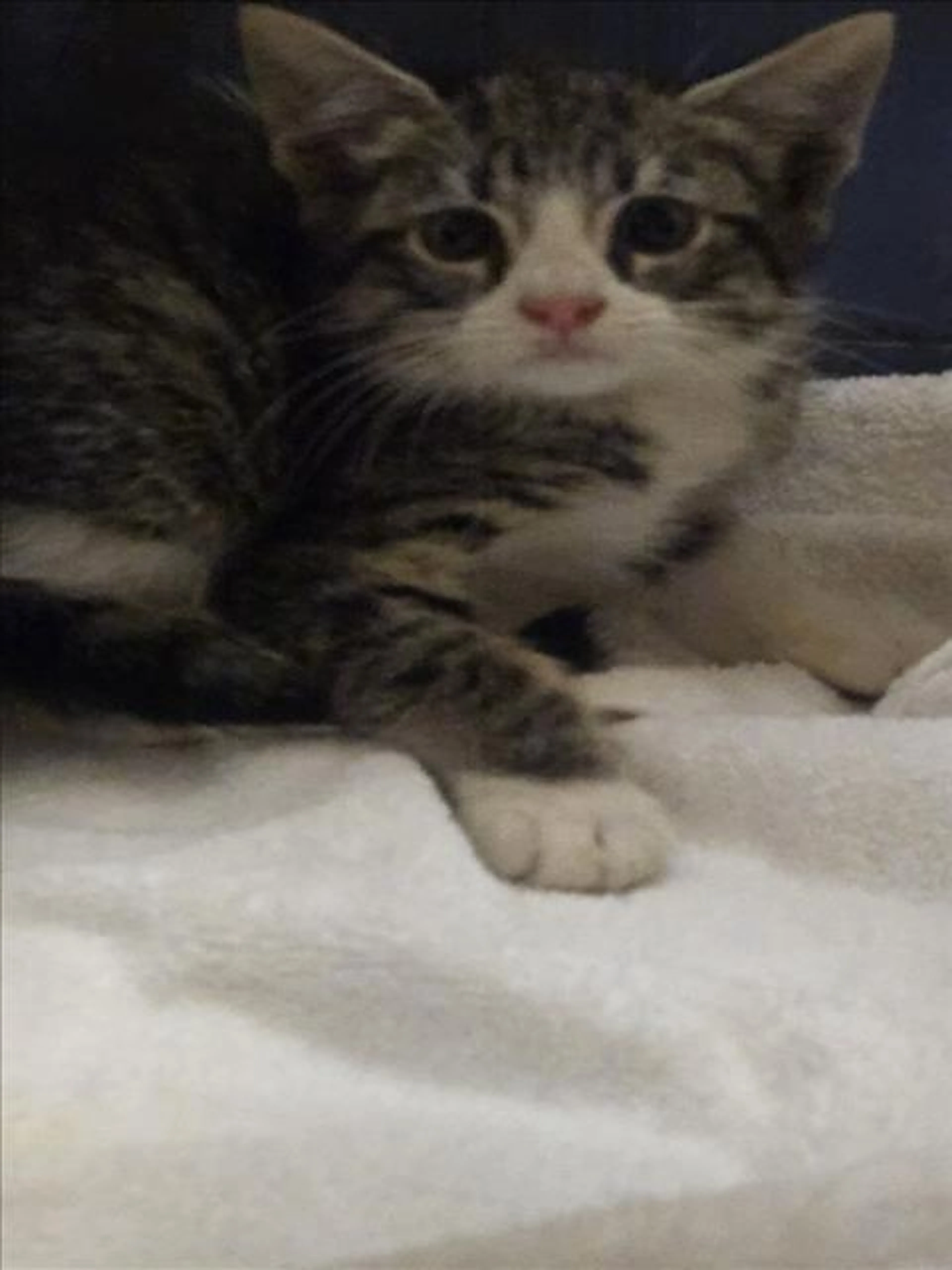 Found pet