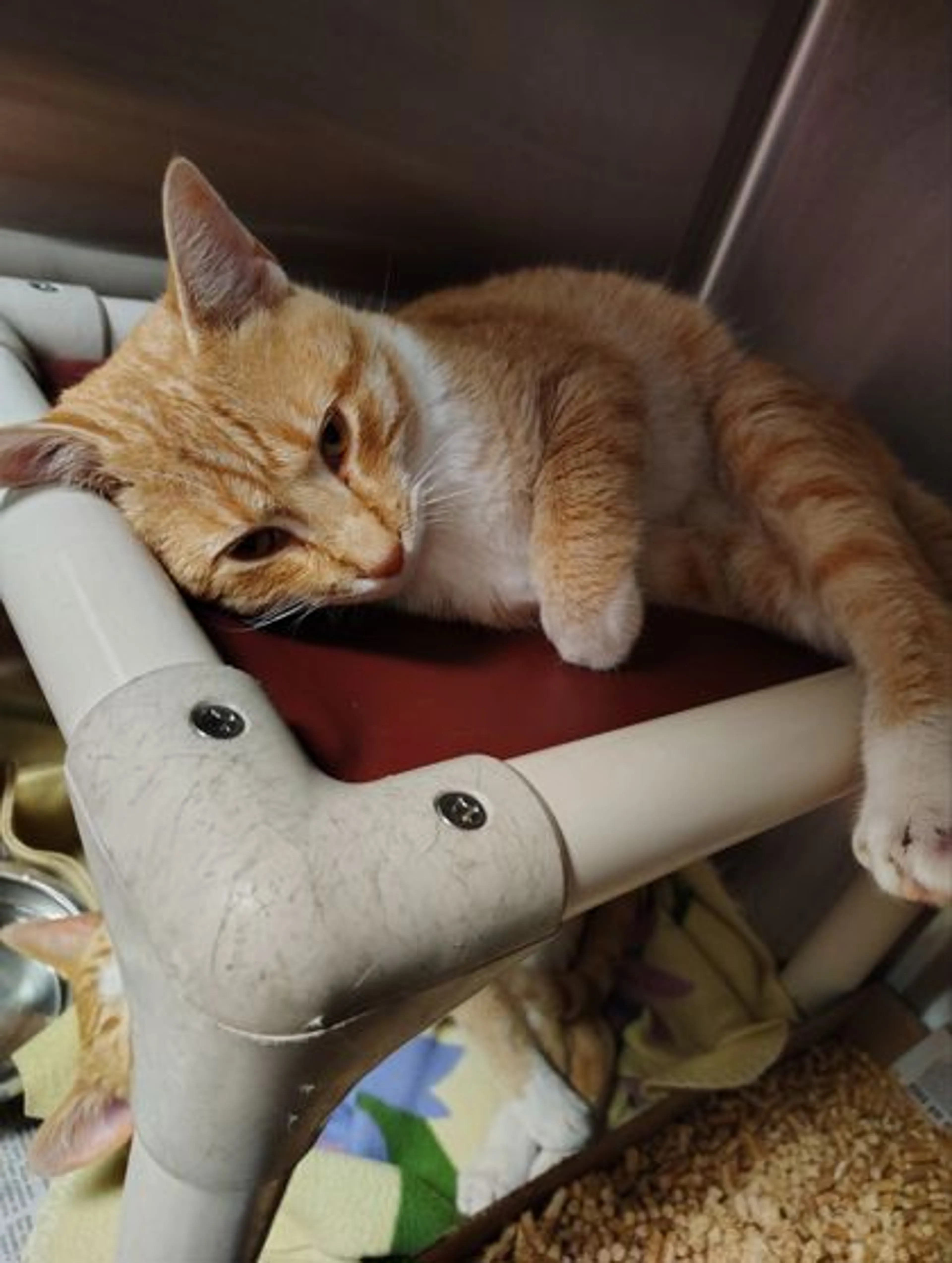Found pet