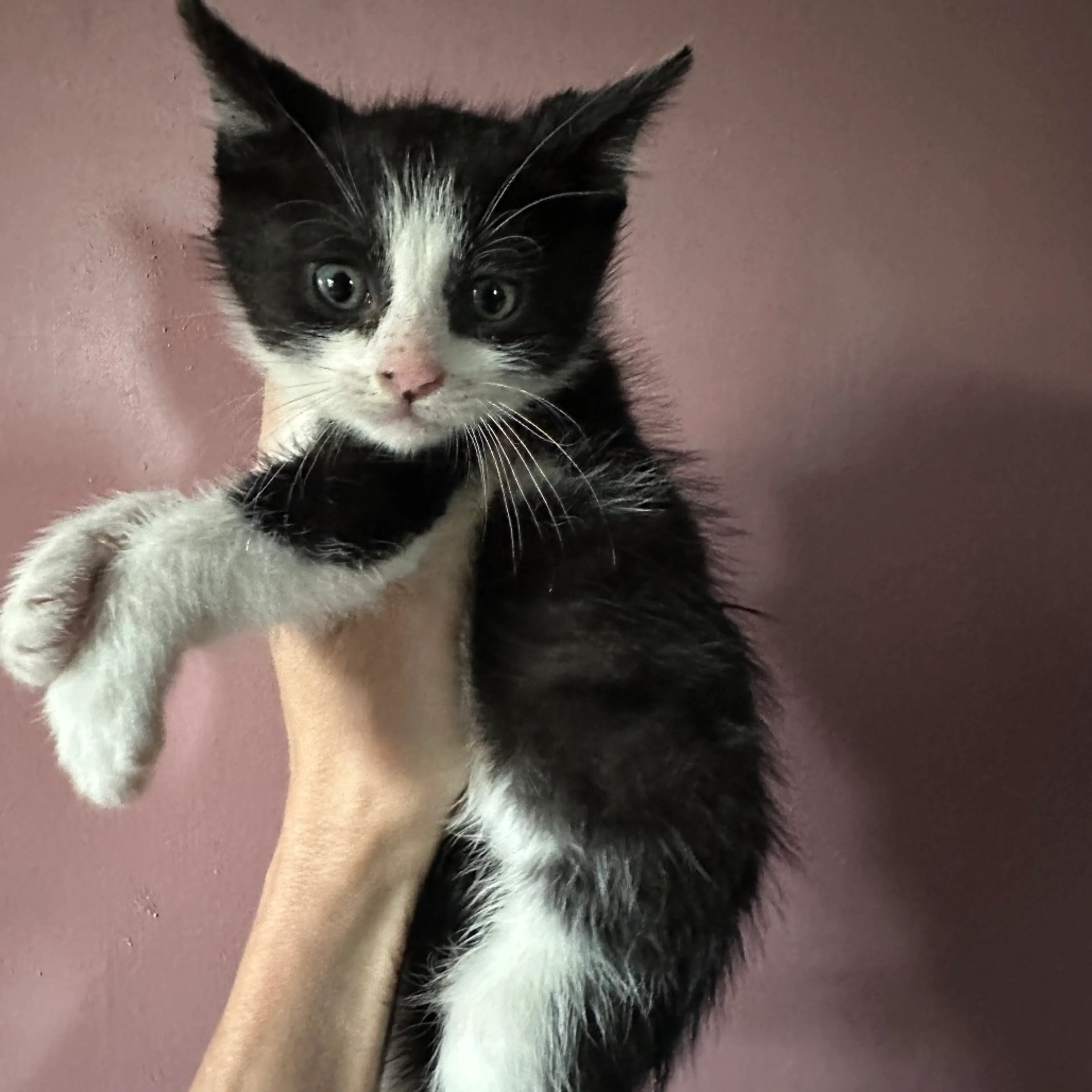 Found pet-1