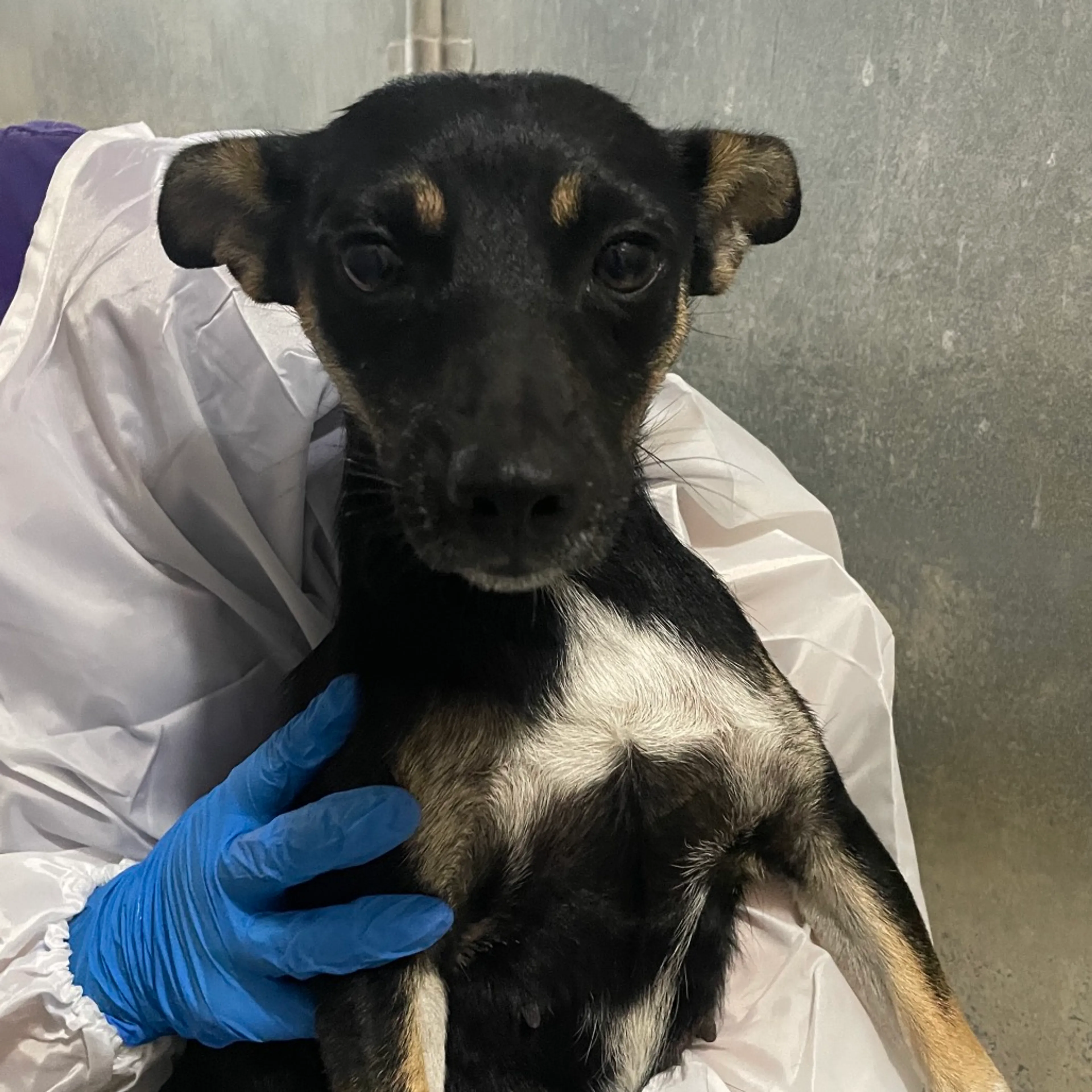 Found pet