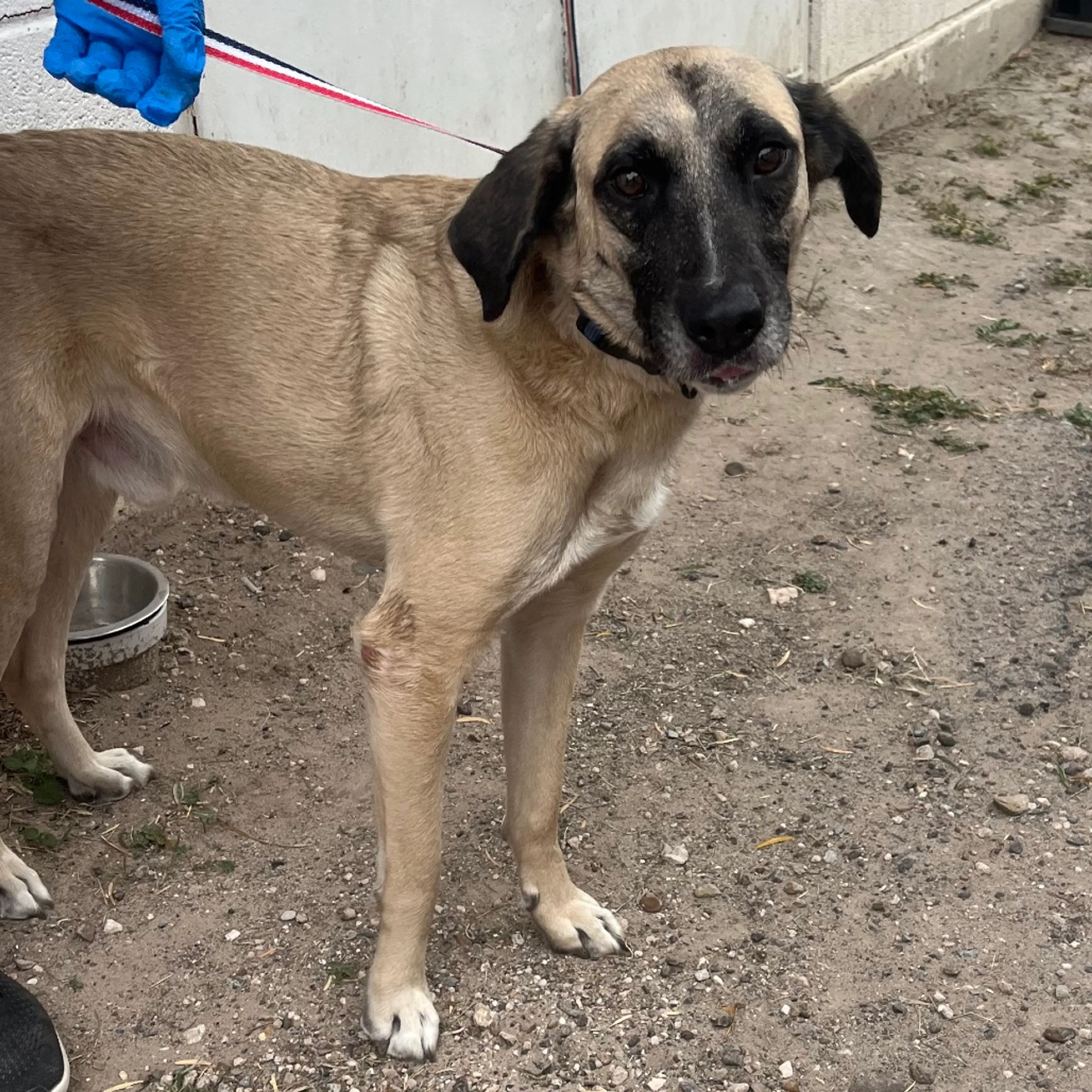 Found pet-1