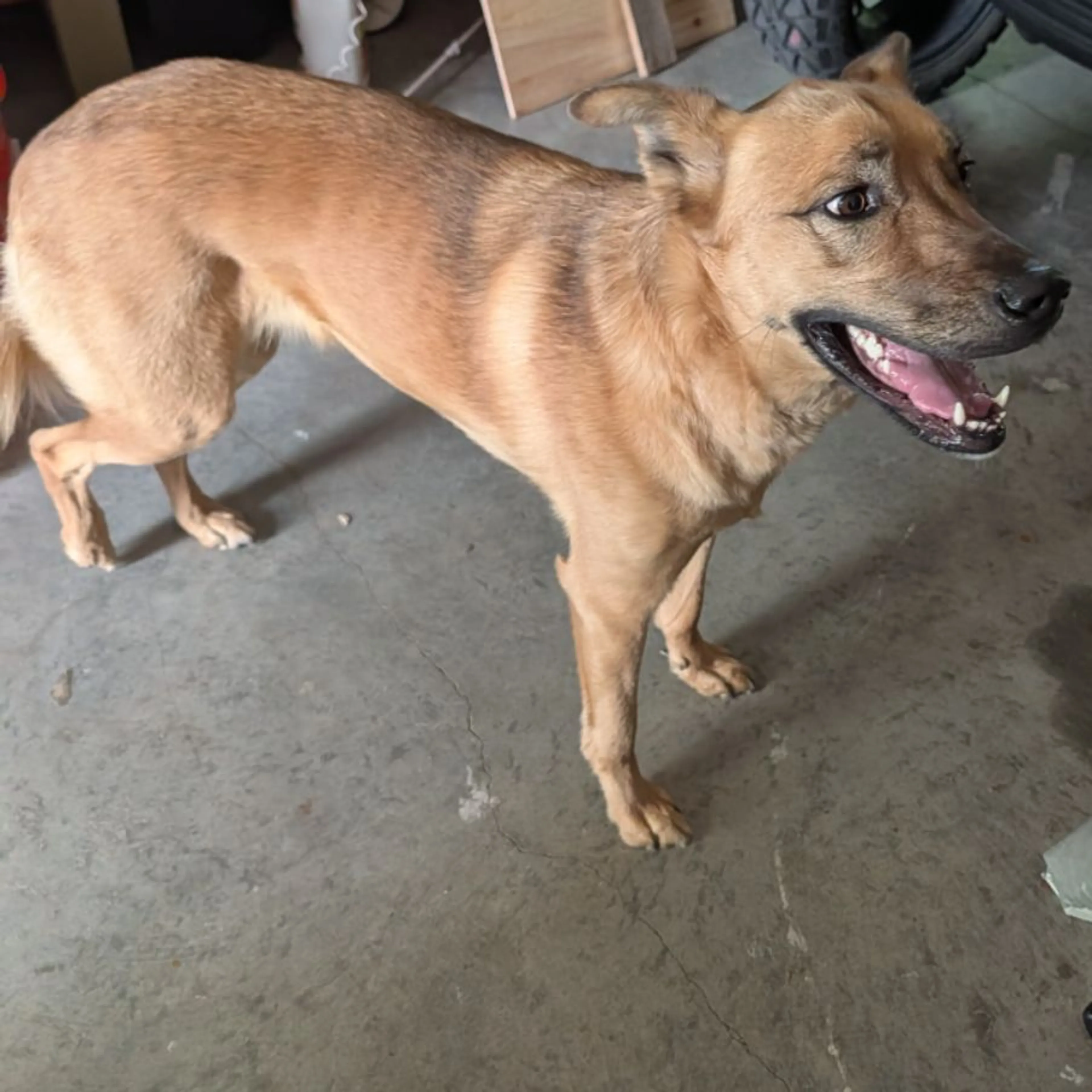 Found pet