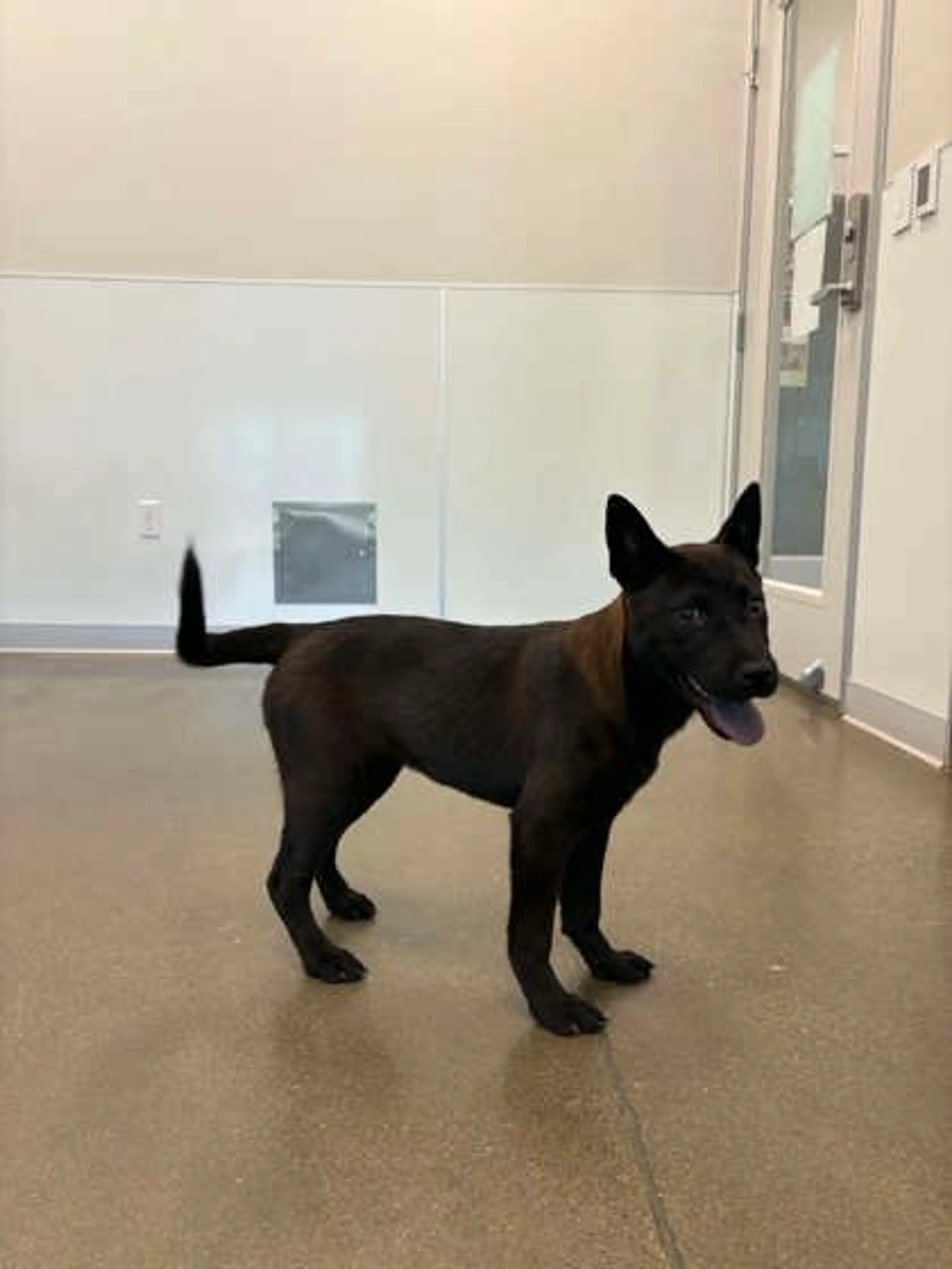 Found pet-0