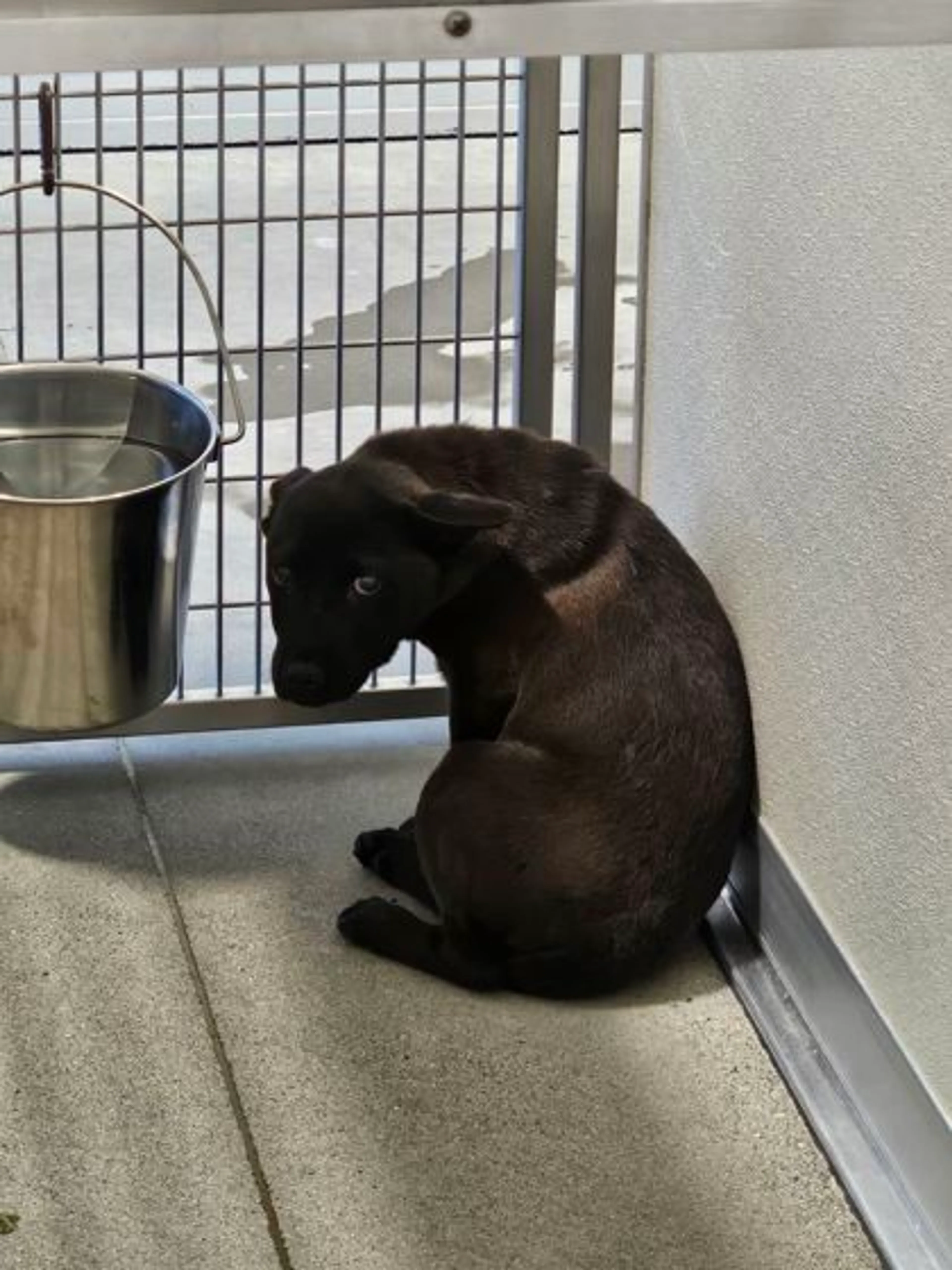 Found pet-1