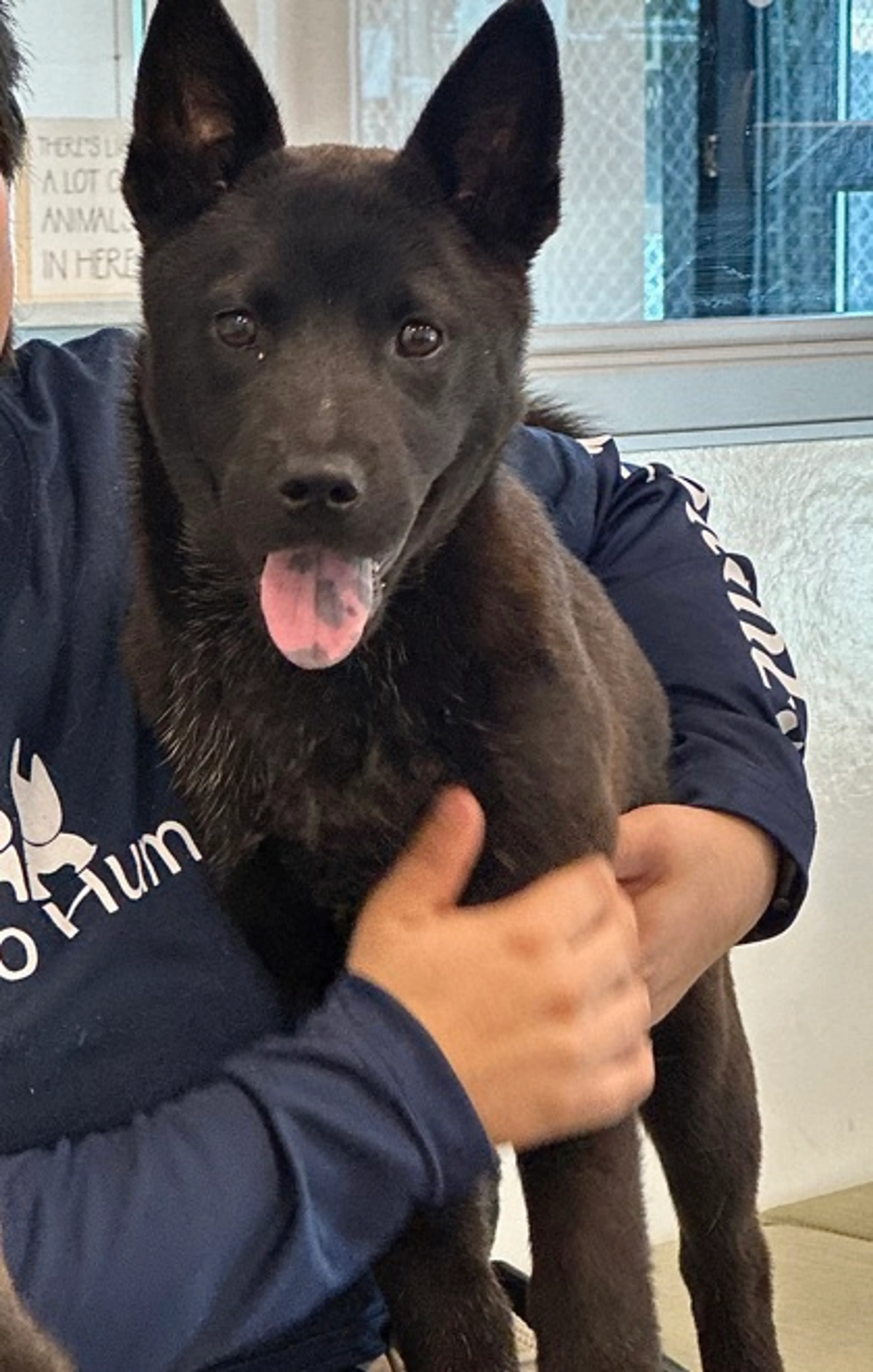 Found pet-2
