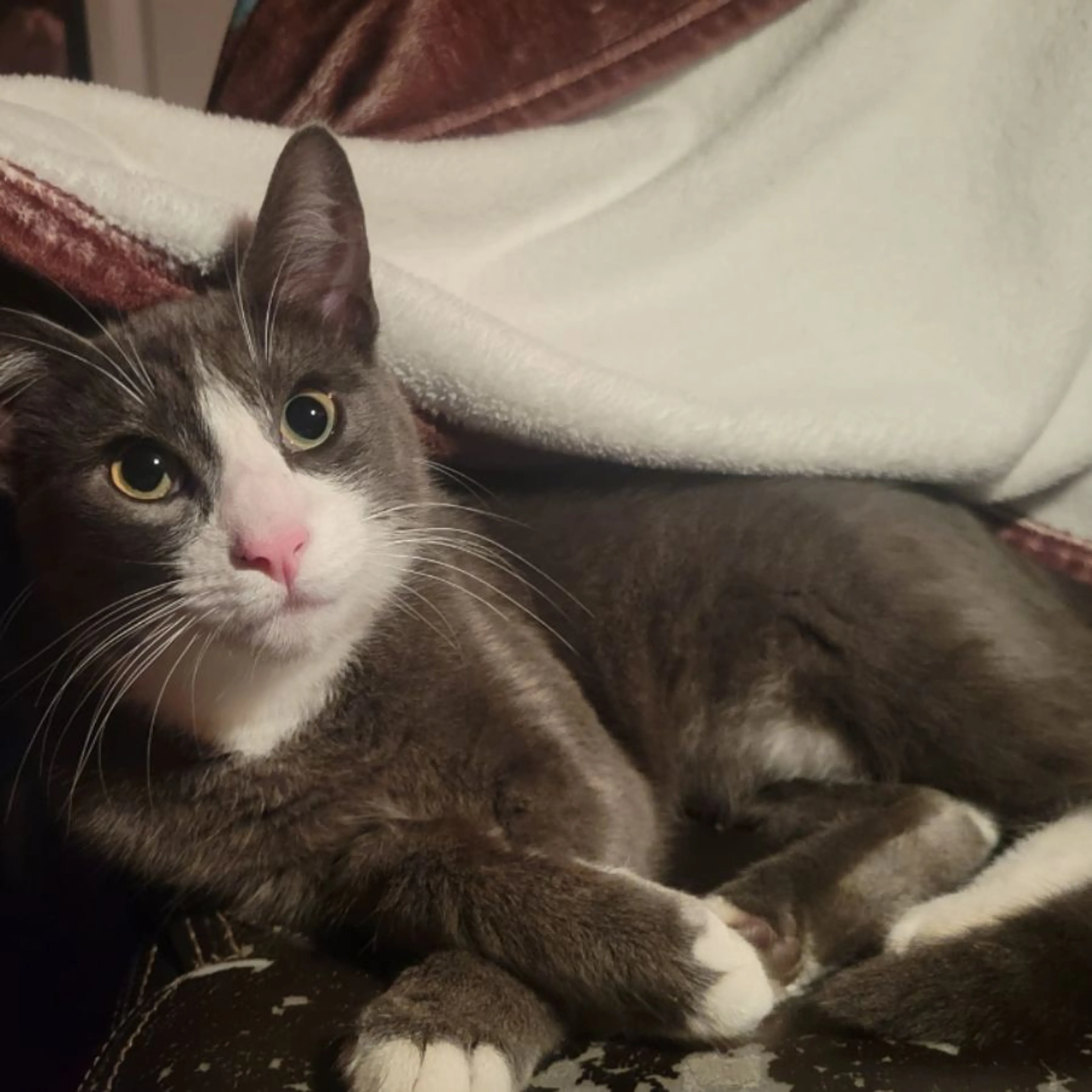 Lost pet
