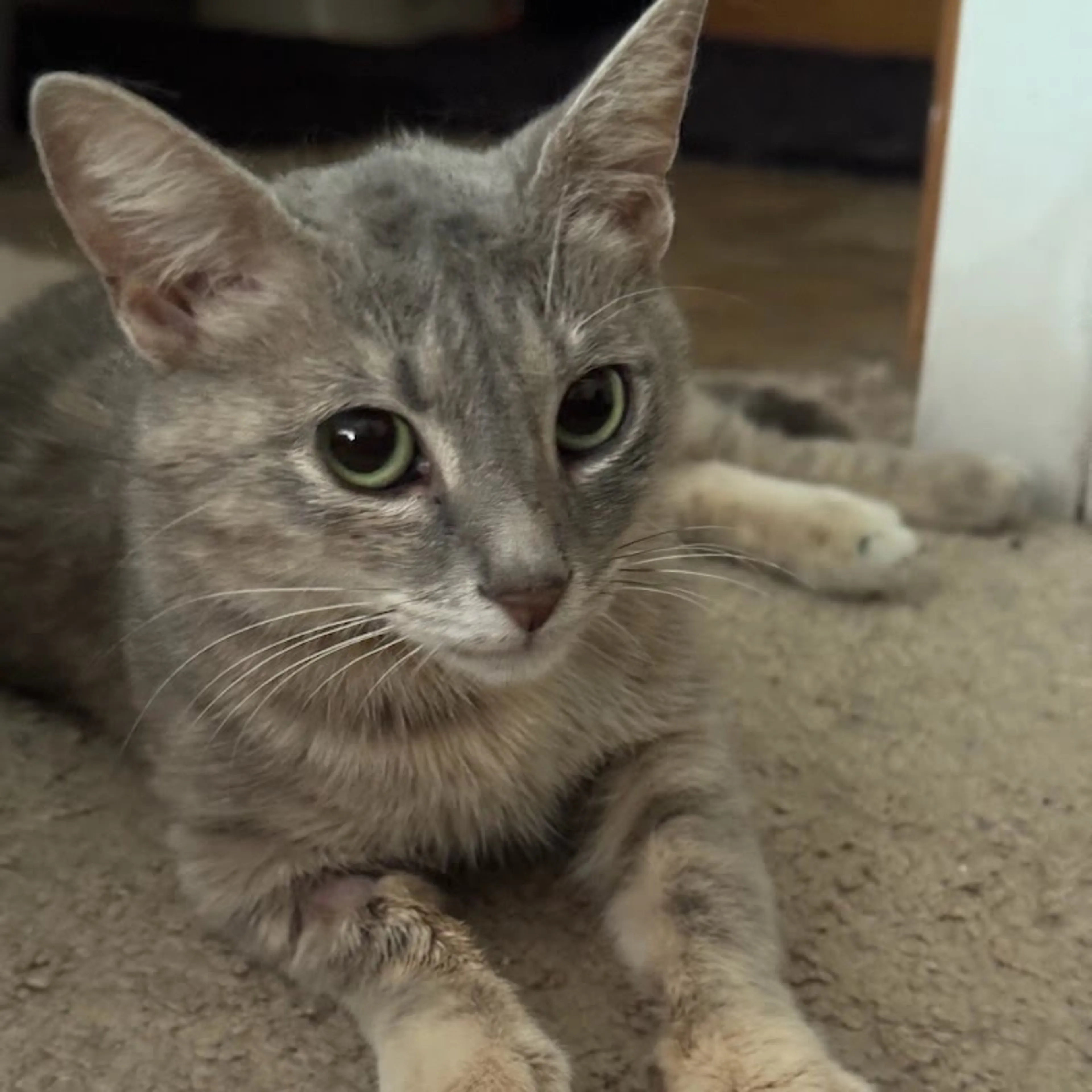 Found pet-2