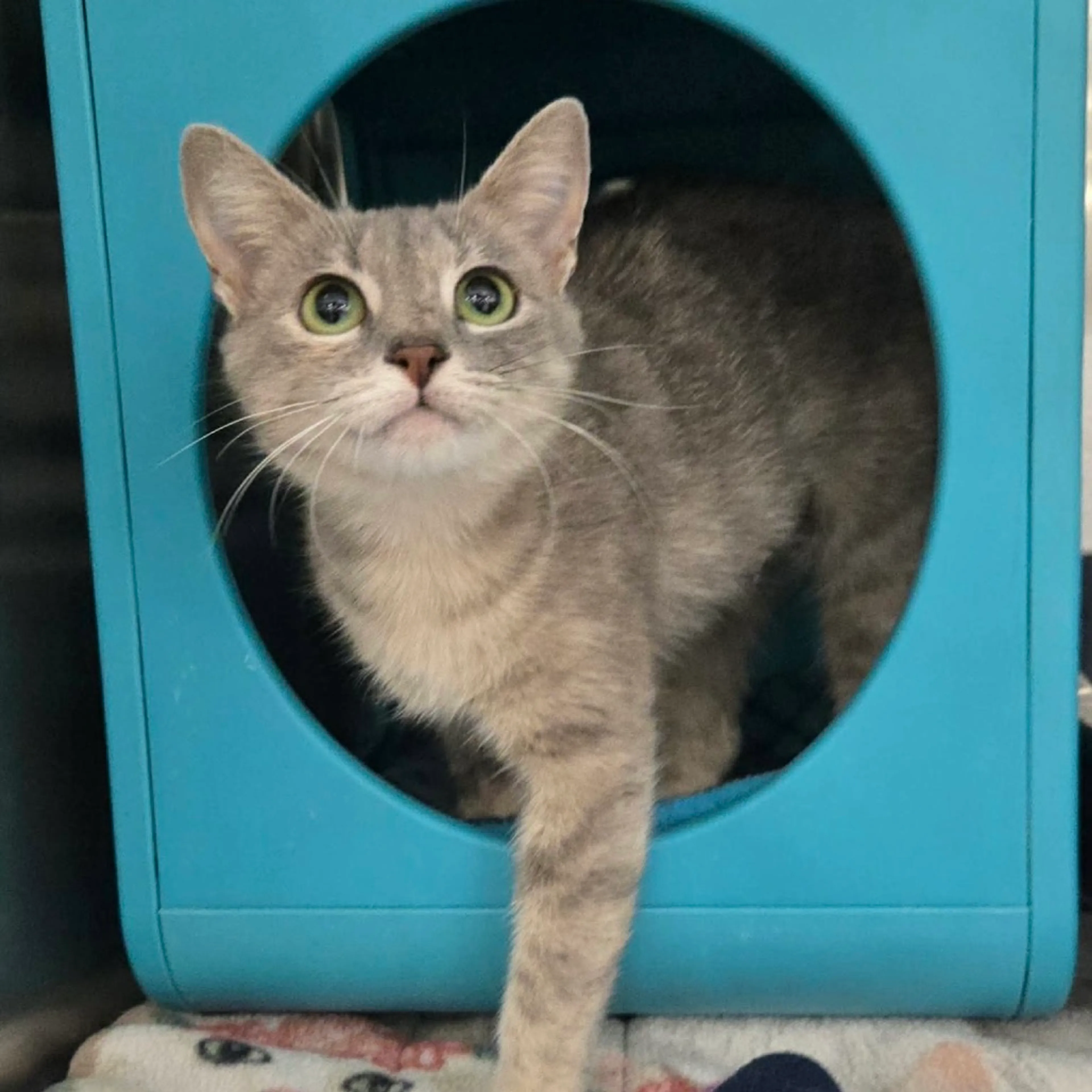 Found pet-4