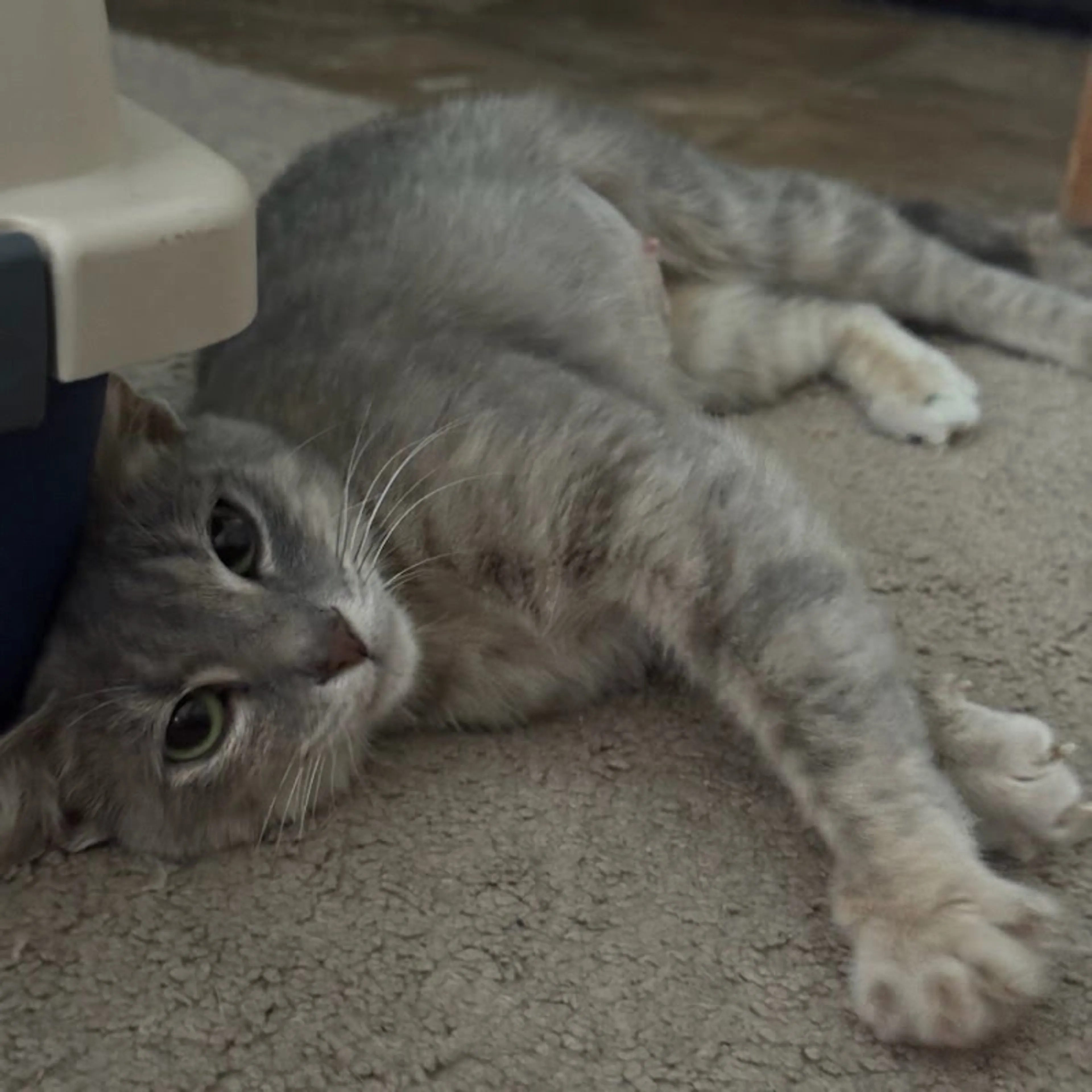 Found pet-3