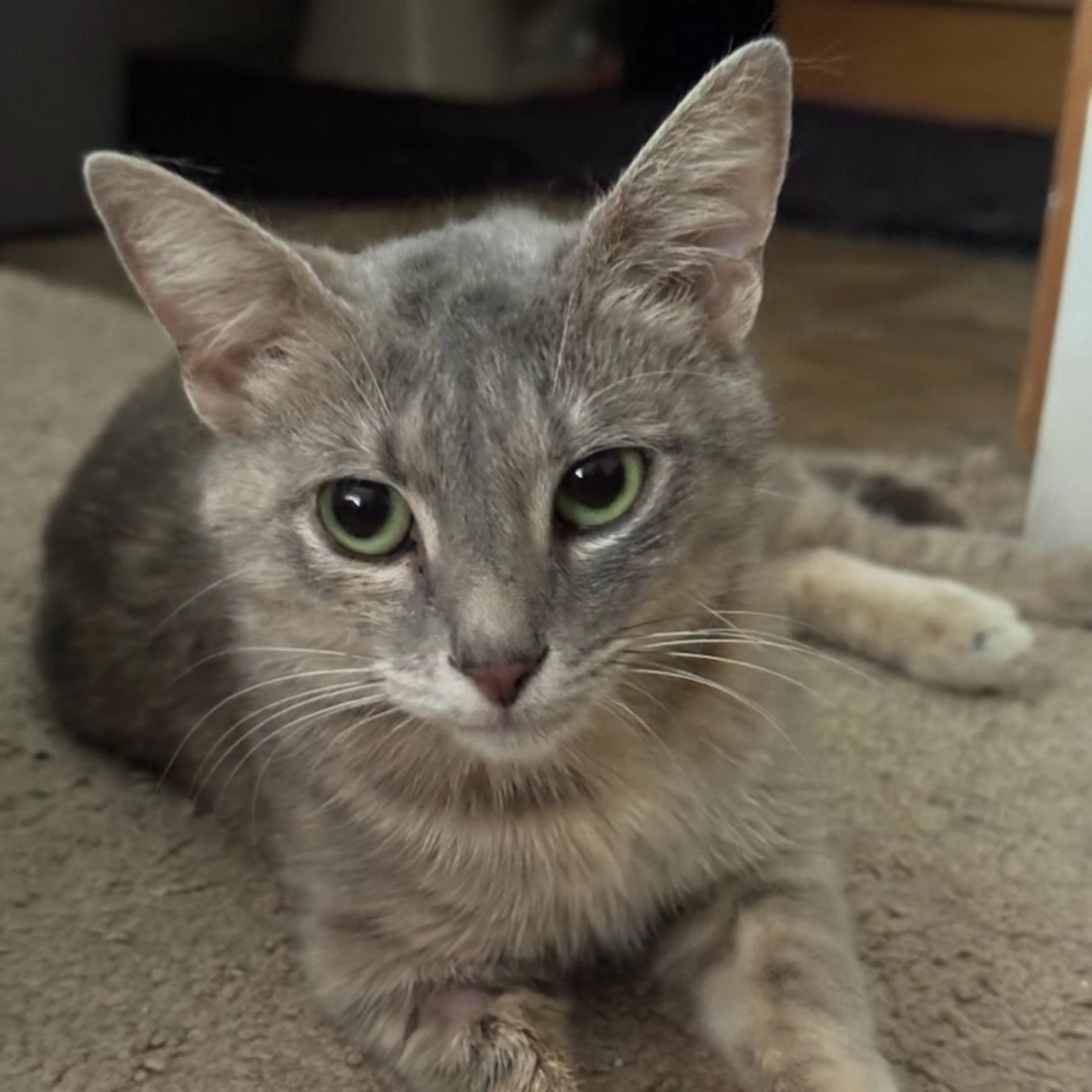 Found pet-1