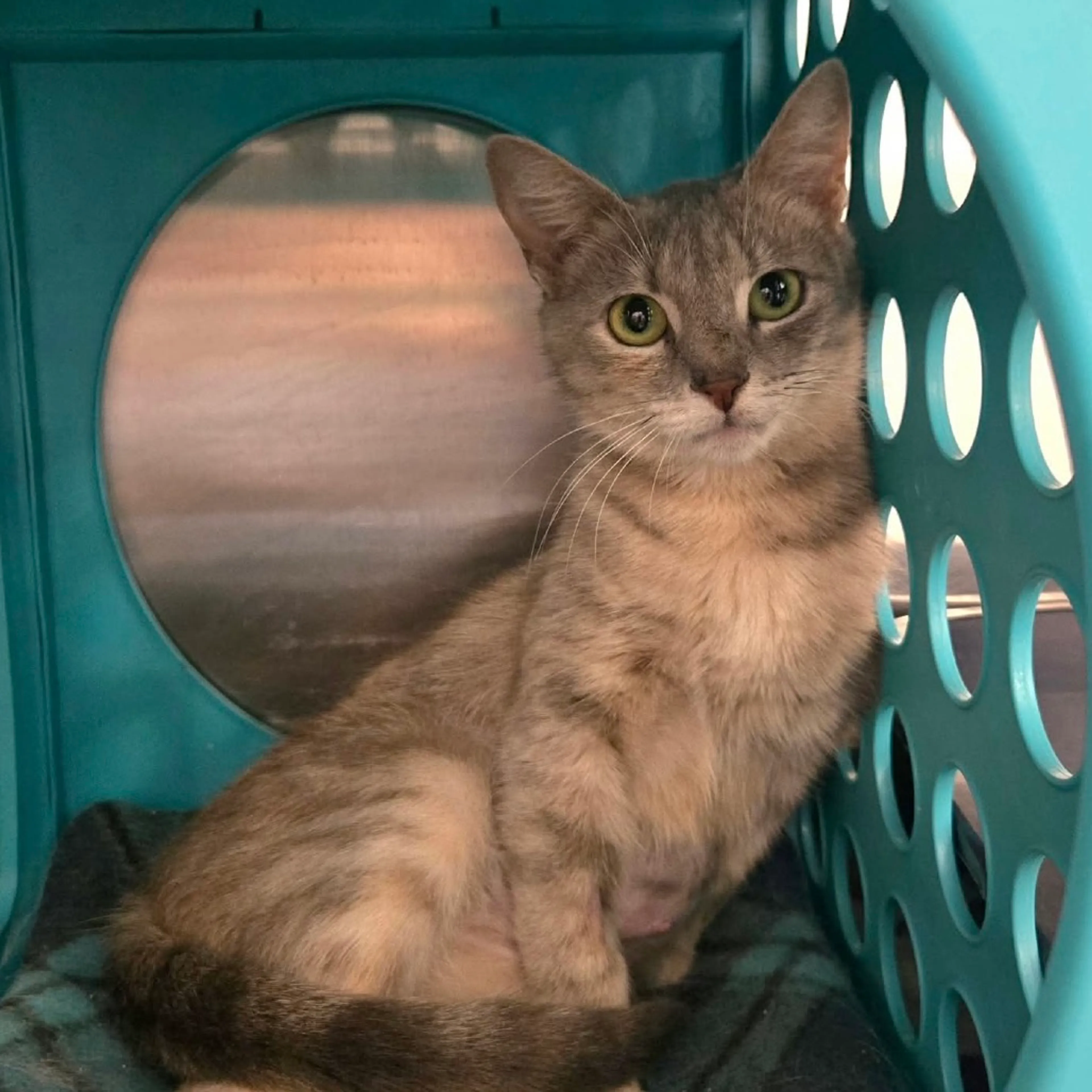 Found pet-5
