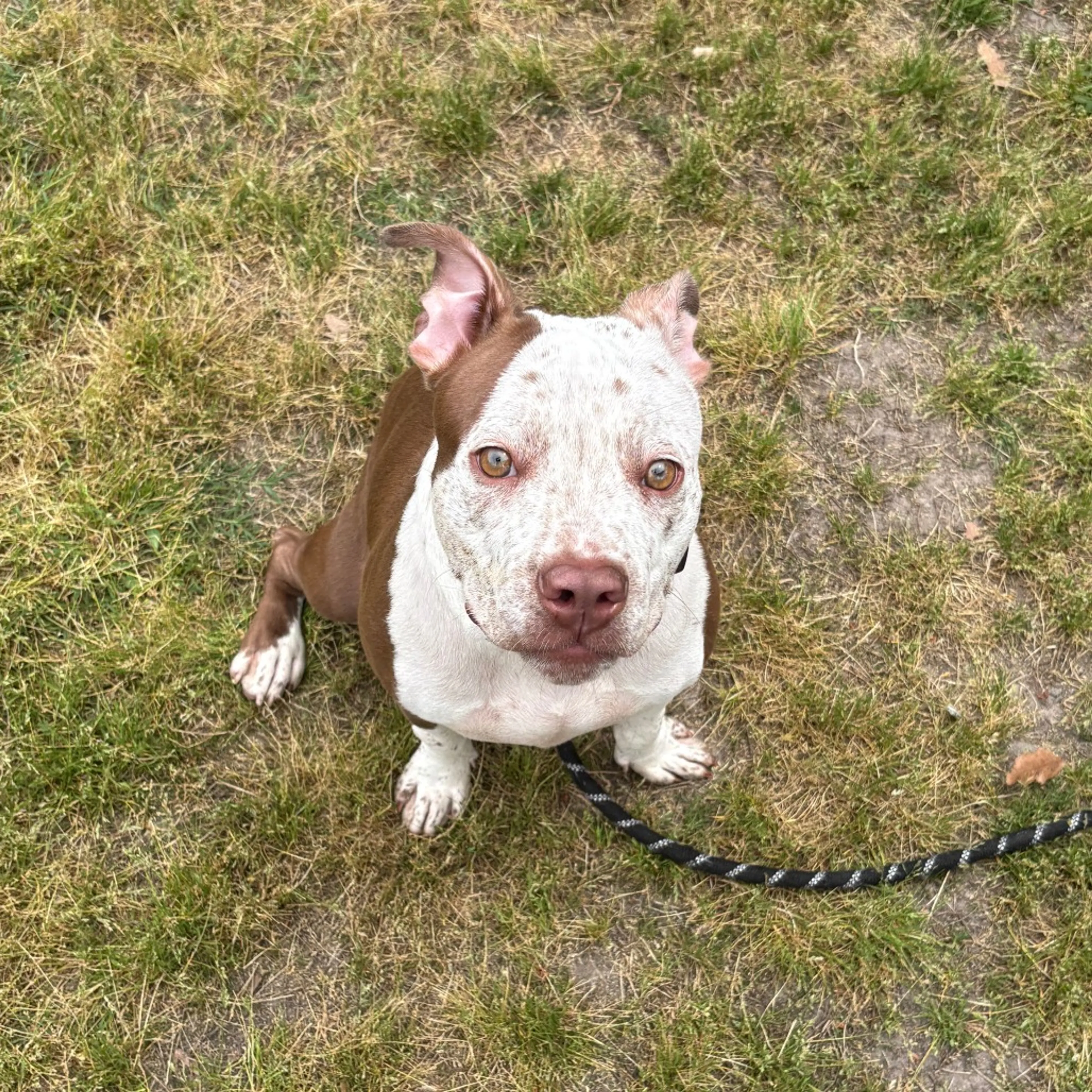 Found pet