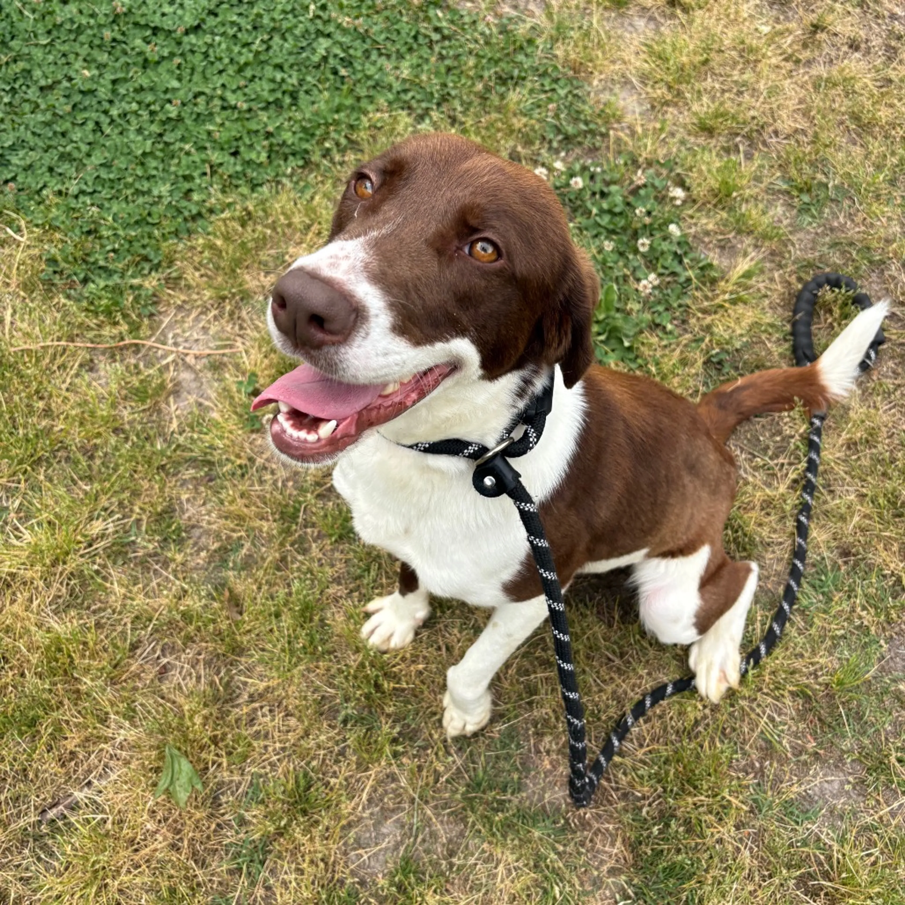 Found pet-2