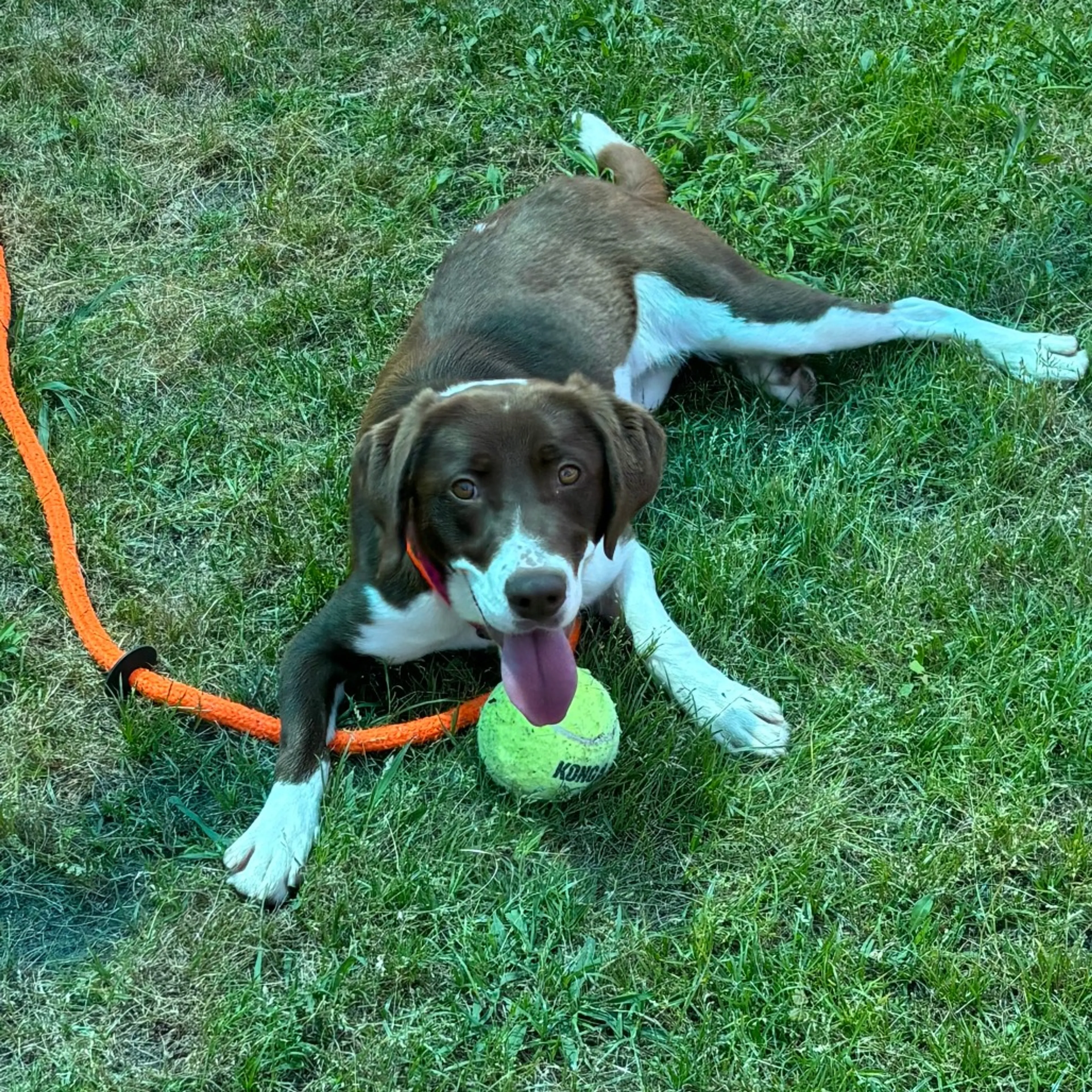 Found pet-3
