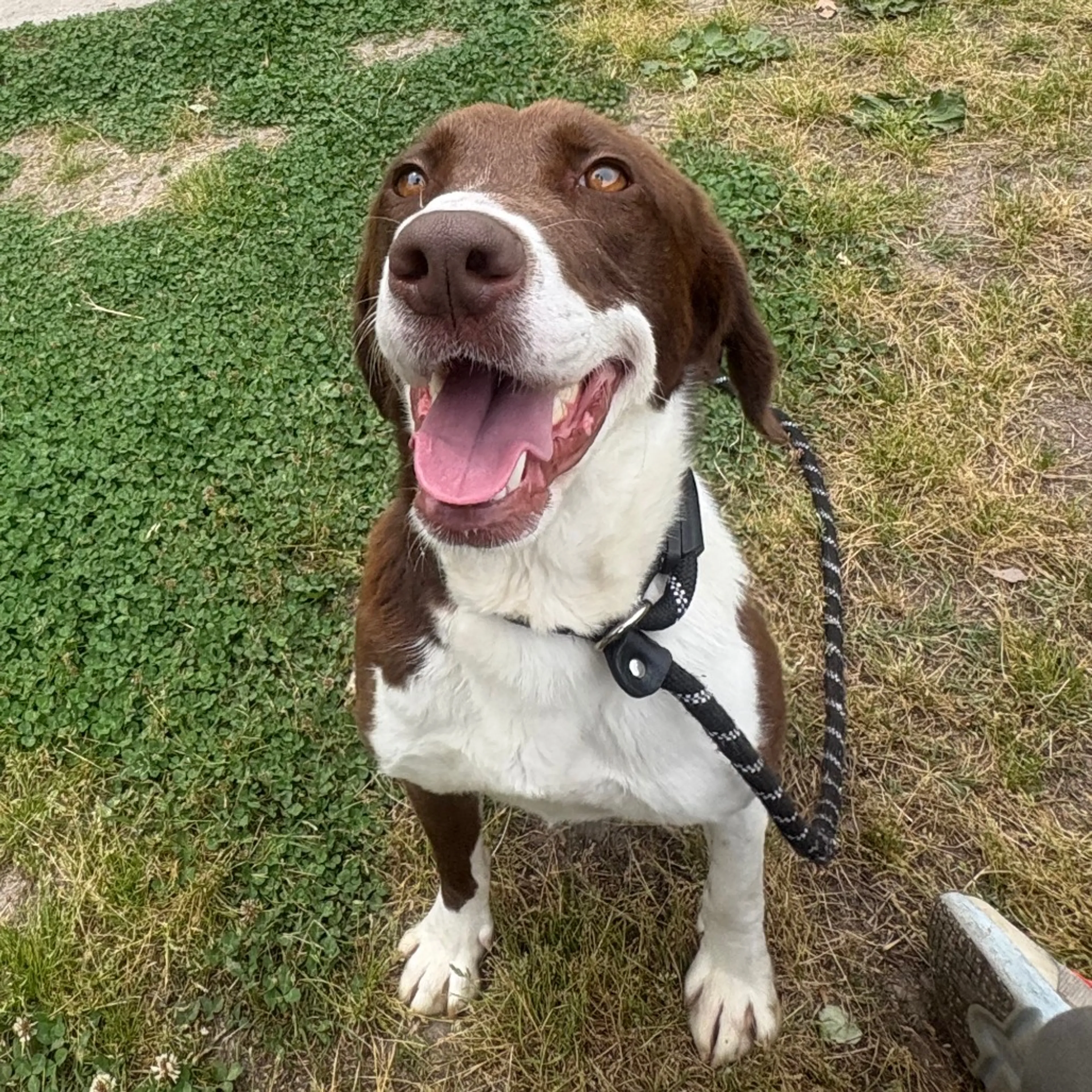 Found pet-1