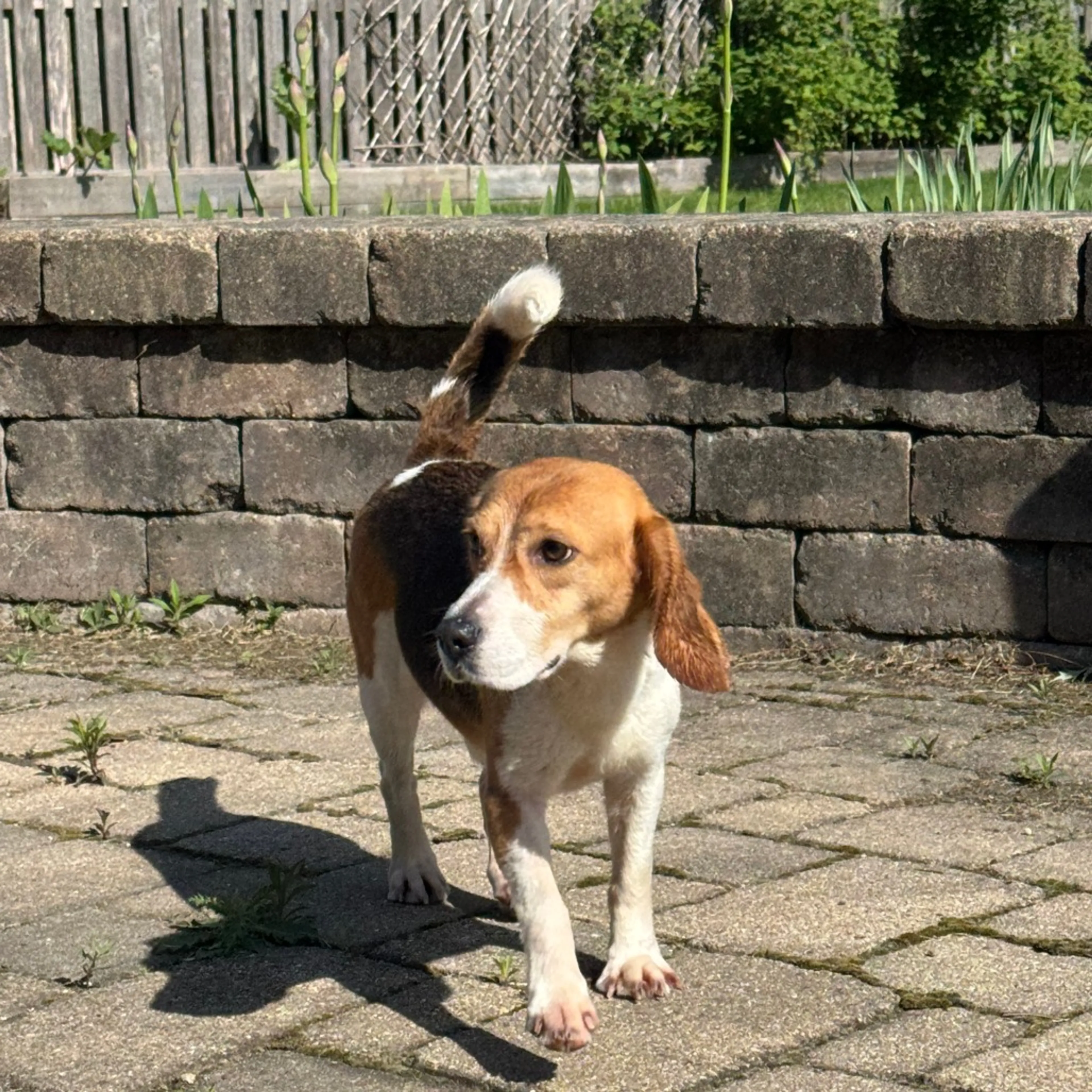 Found pet-4