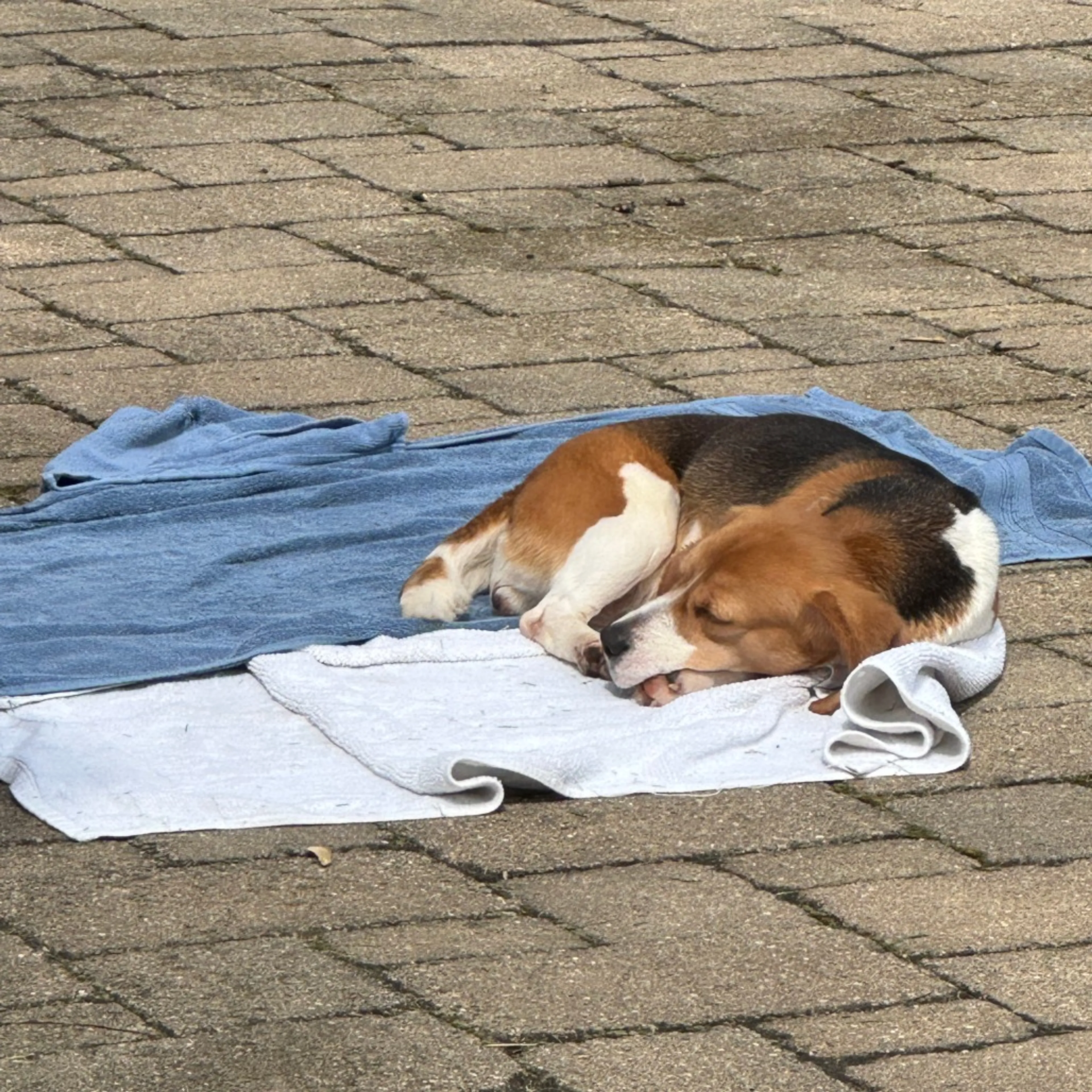 Found pet-5