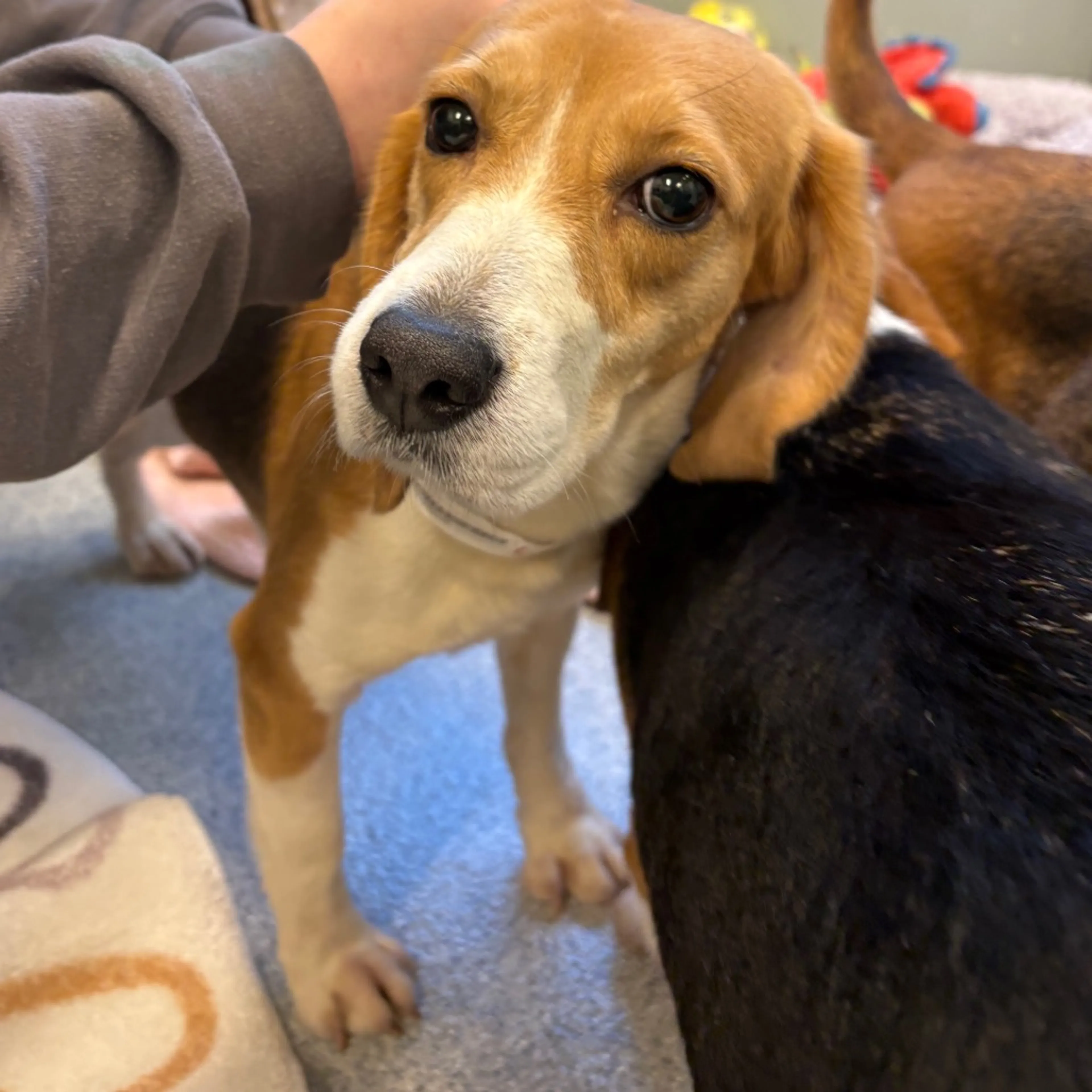 Found pet-2