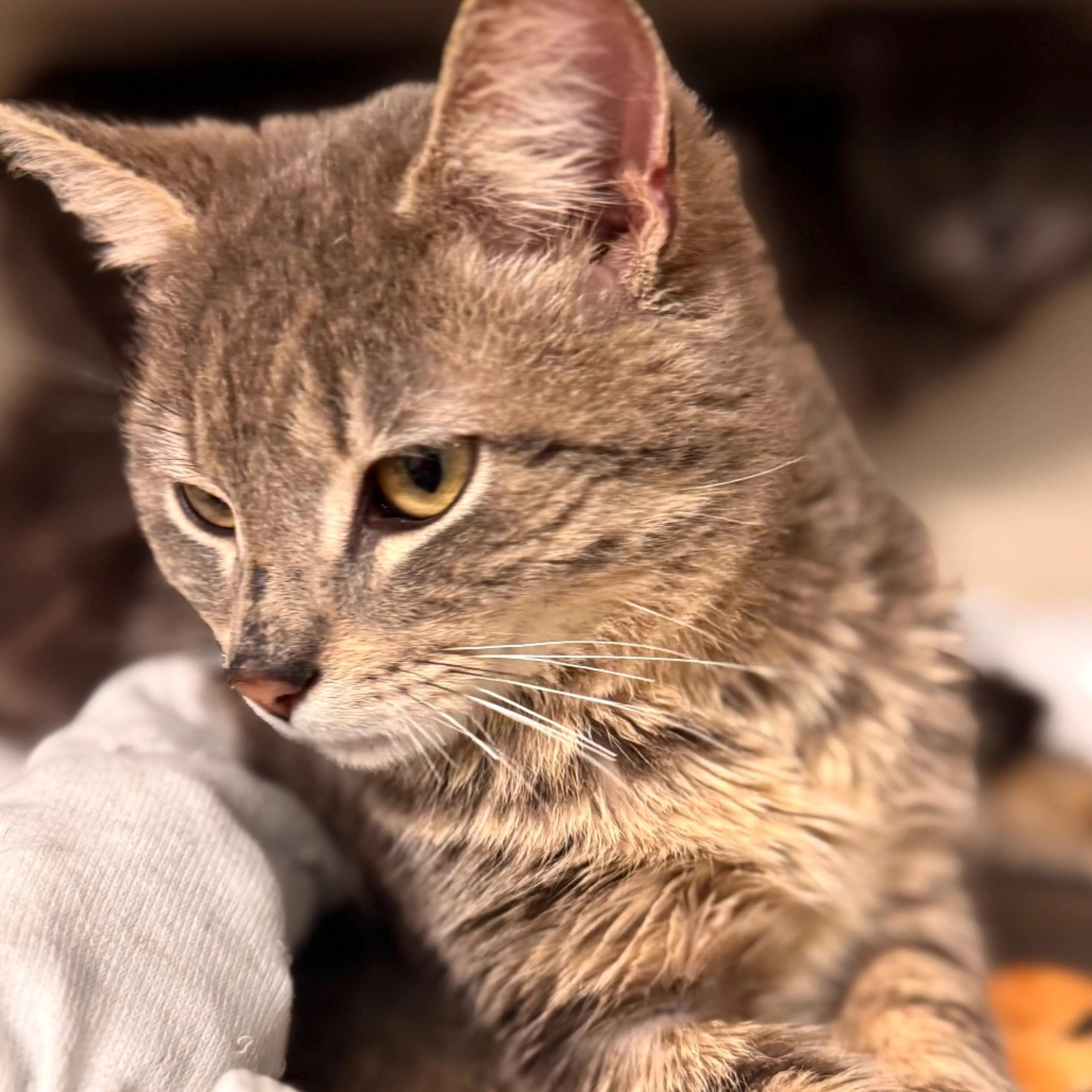 Found pet-2