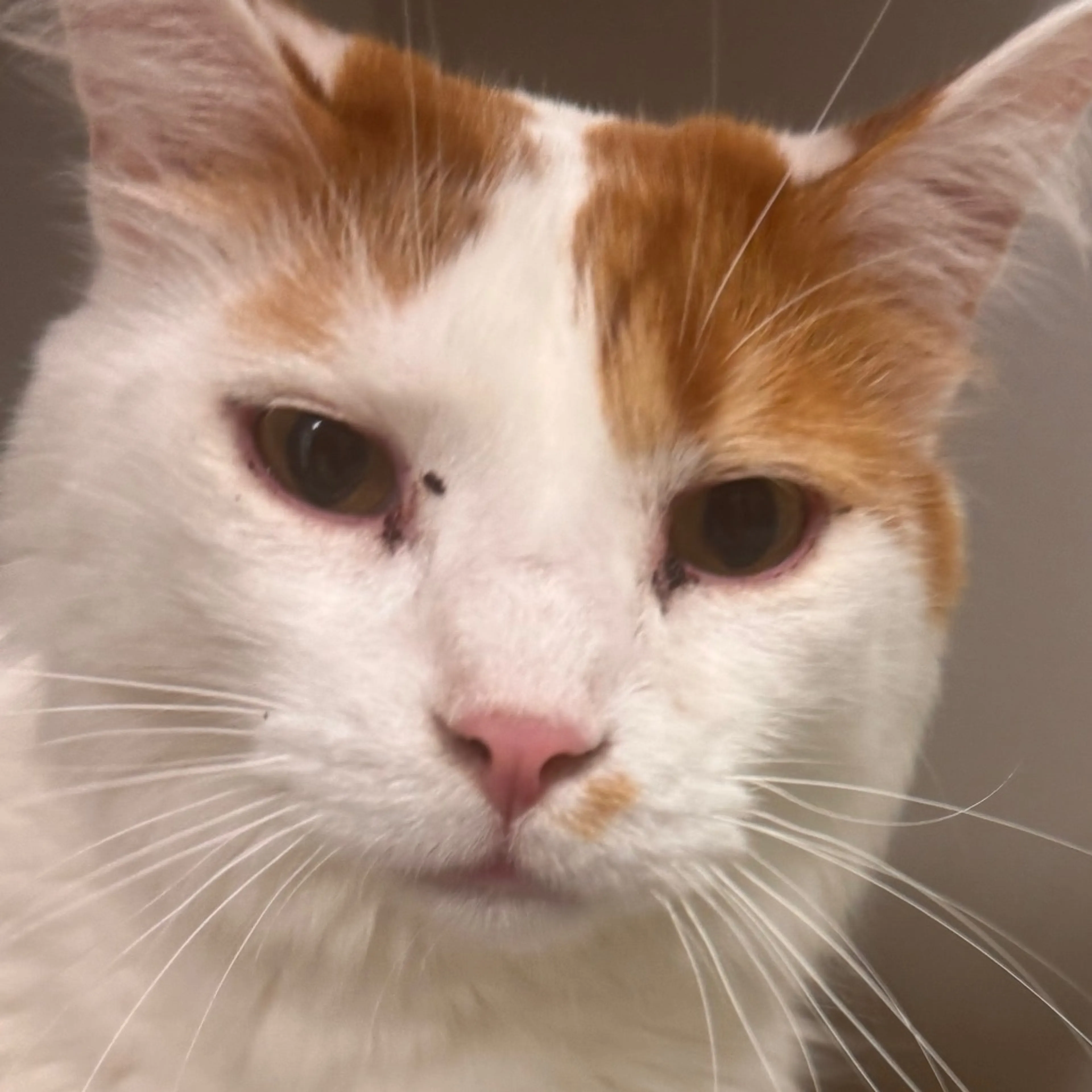 Found pet-2