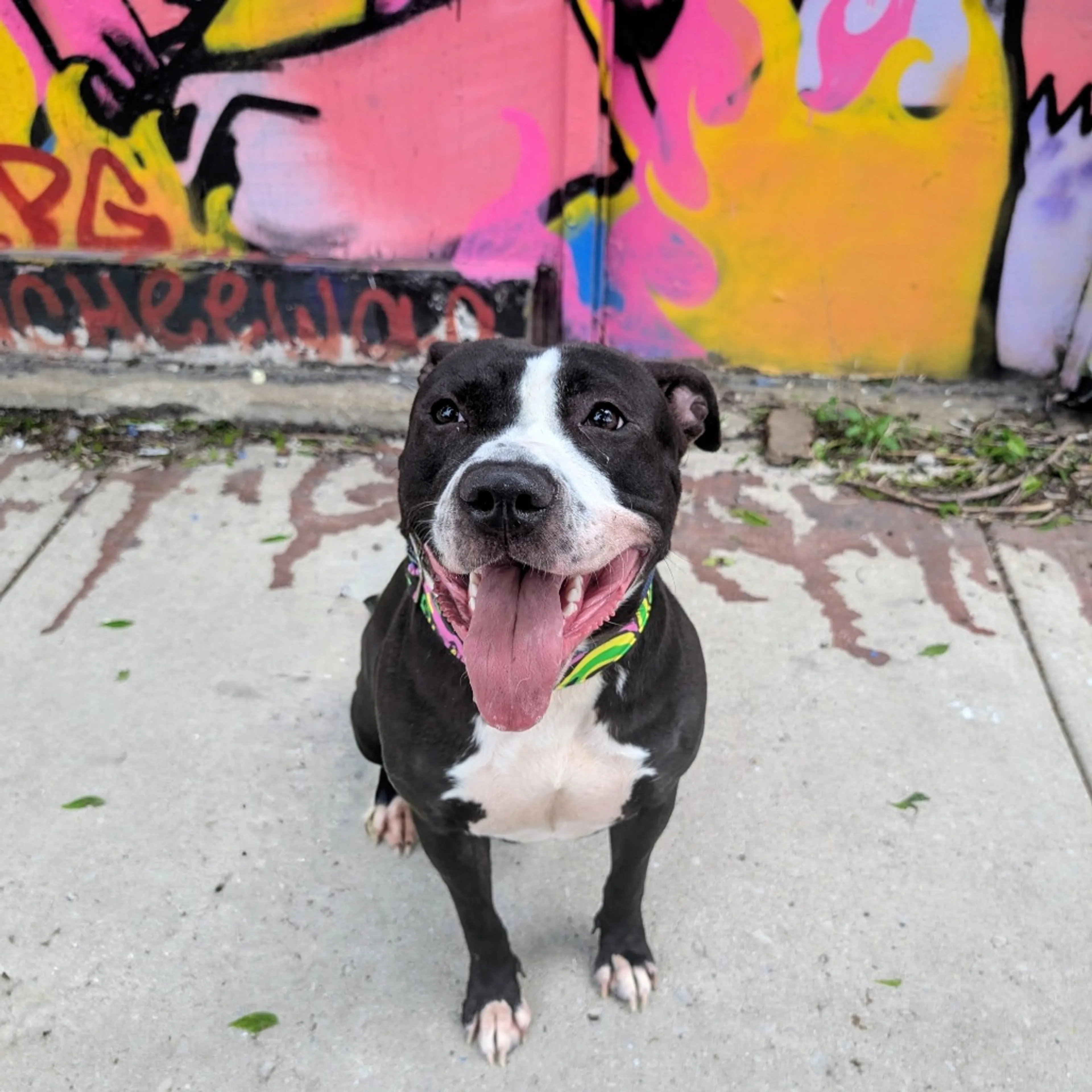 Found pet-10