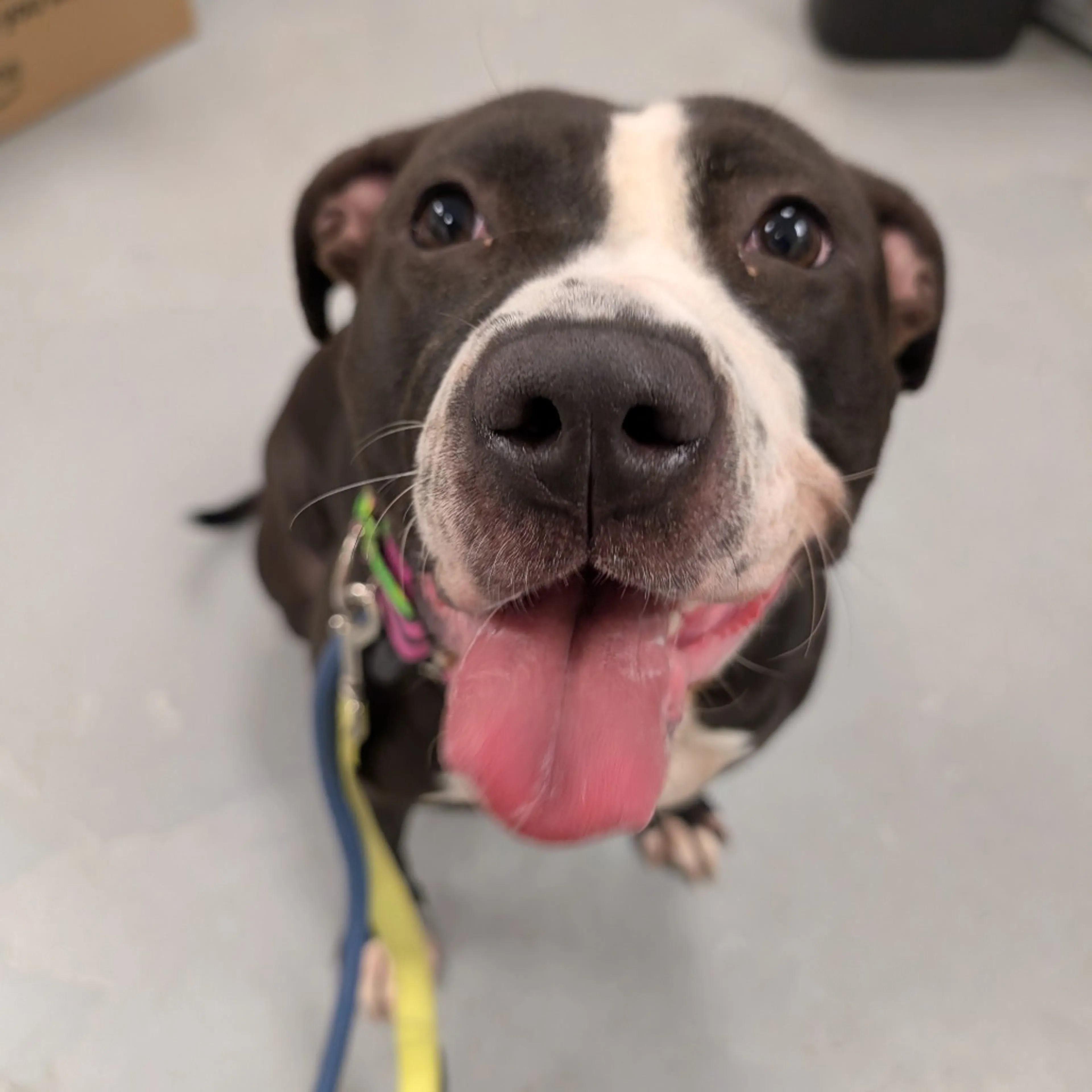 Found pet-11