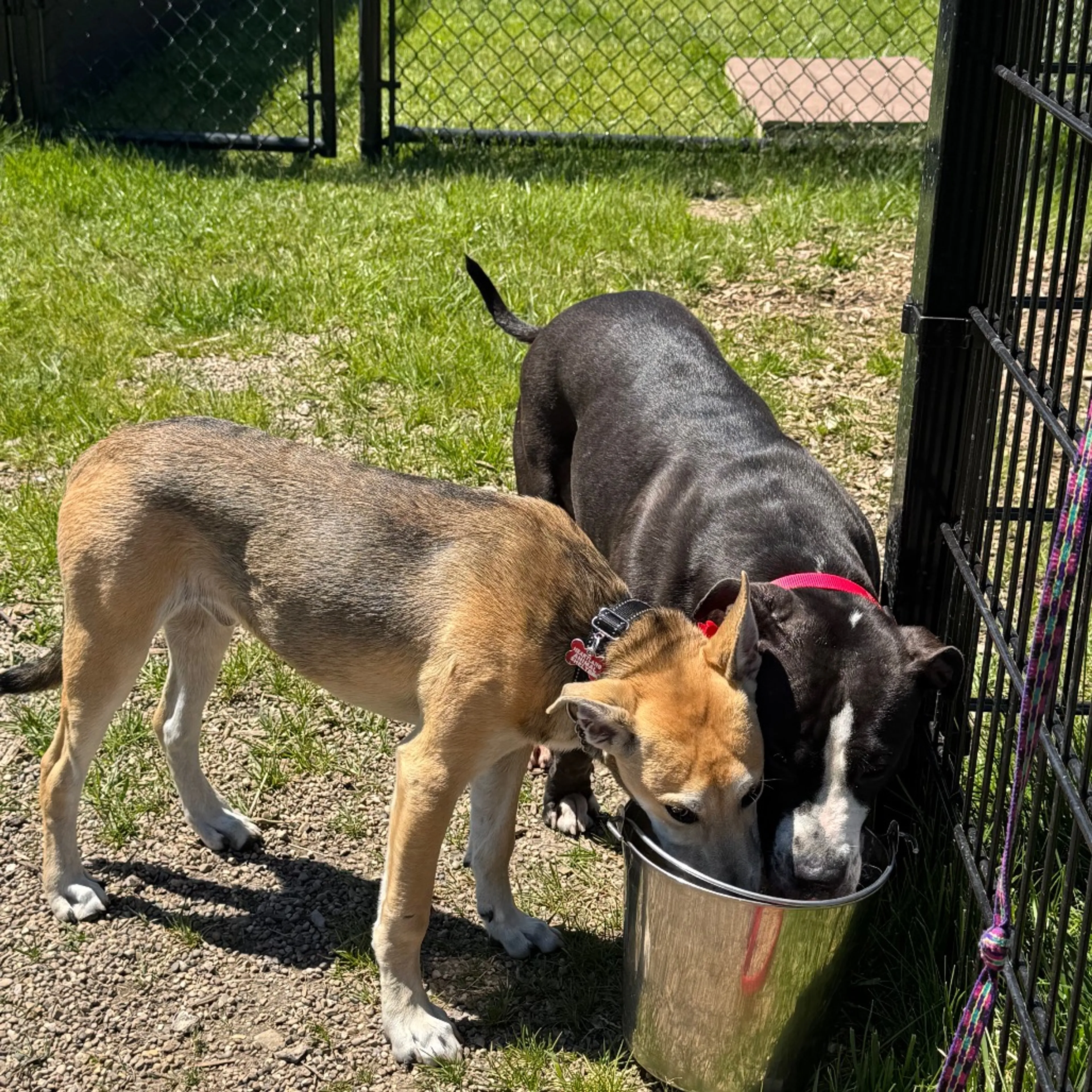 Found pet-14
