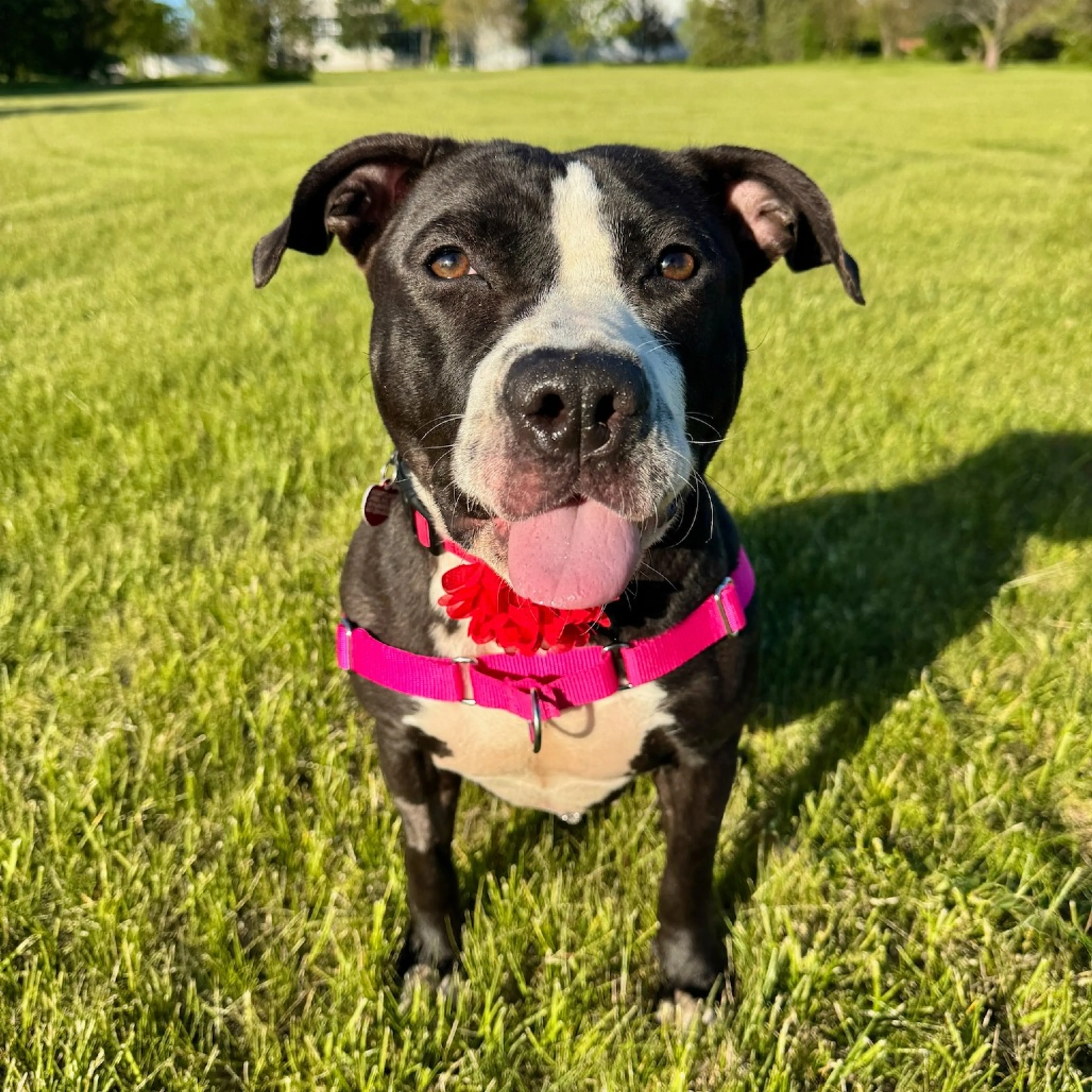 Found pet-17