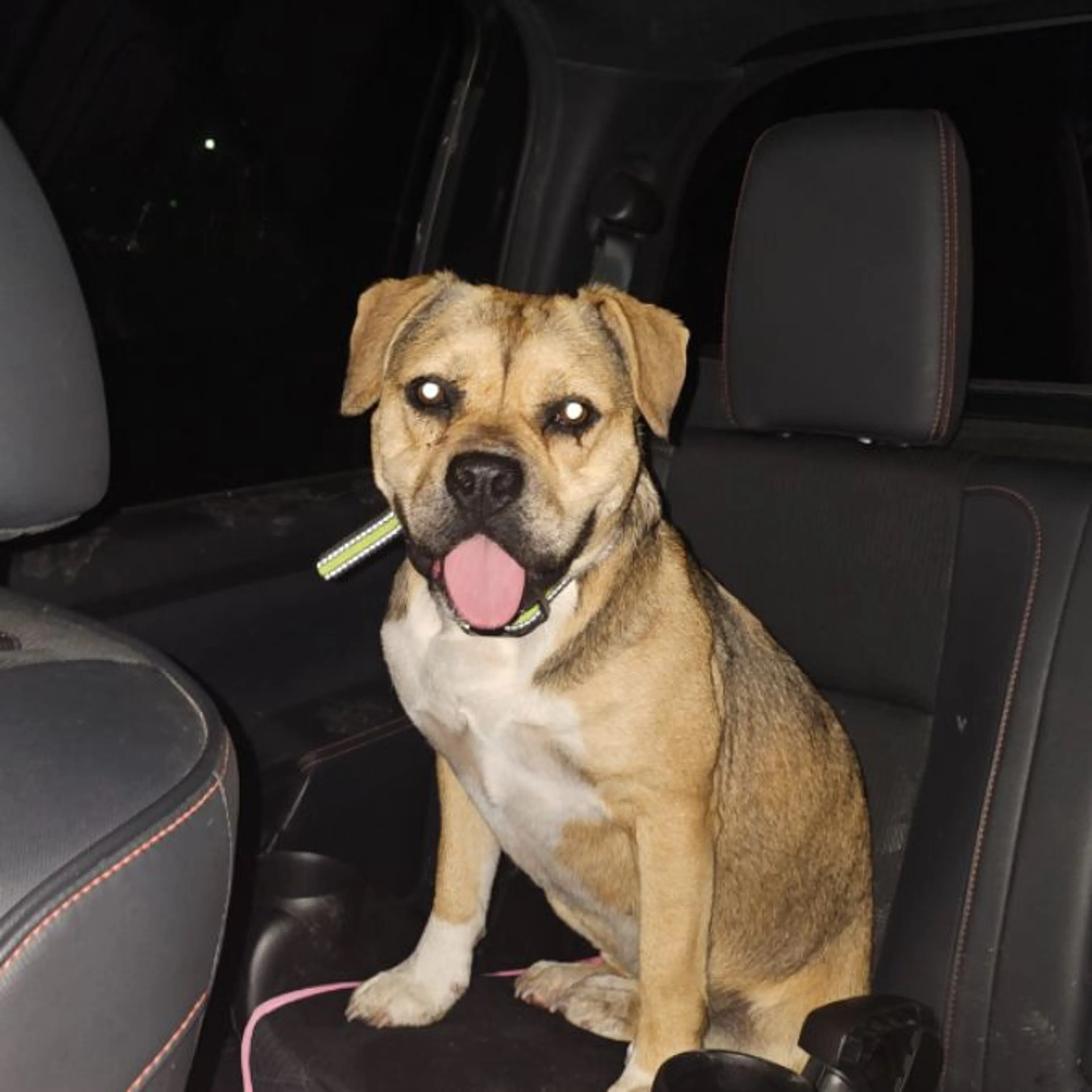 Lost pet