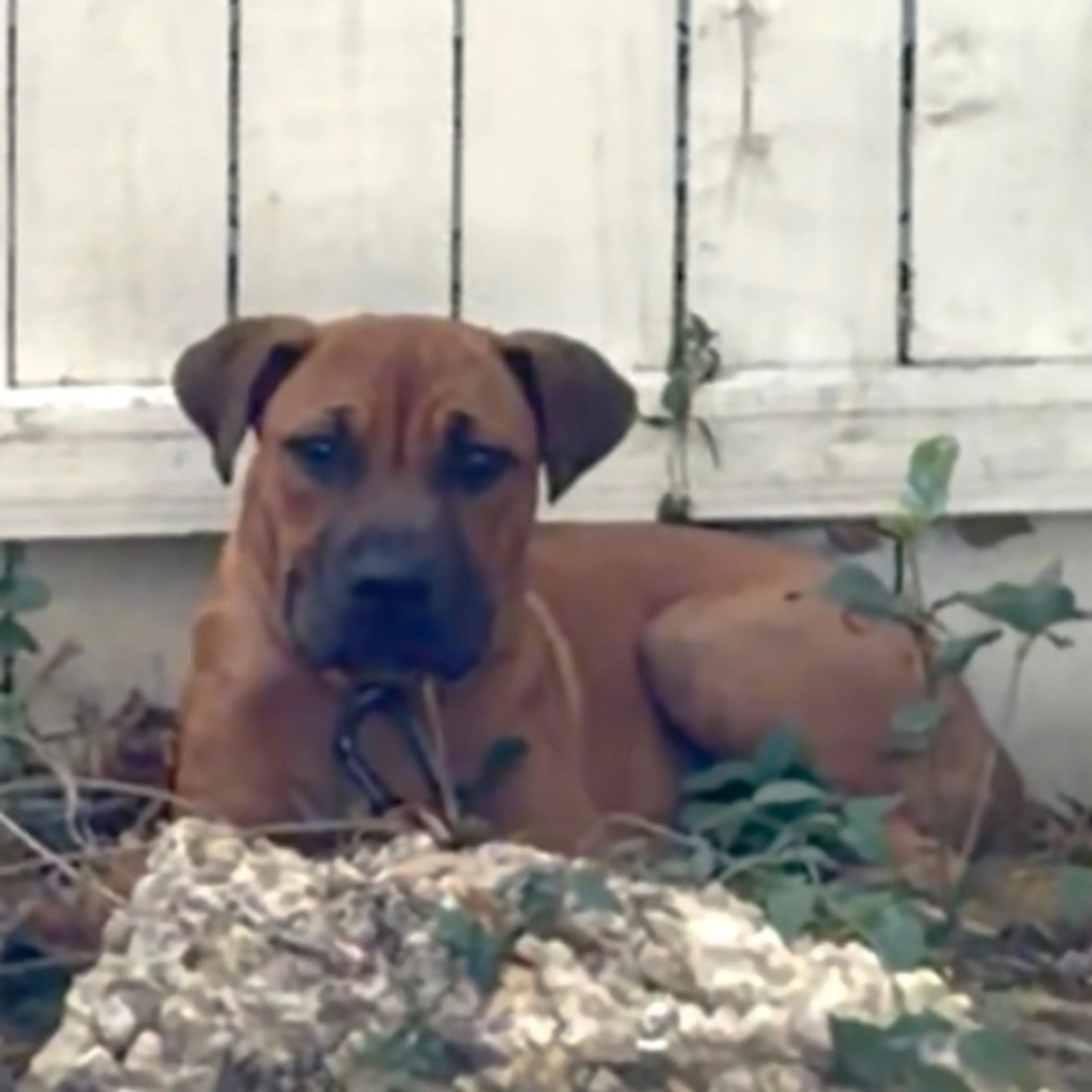 Found pet