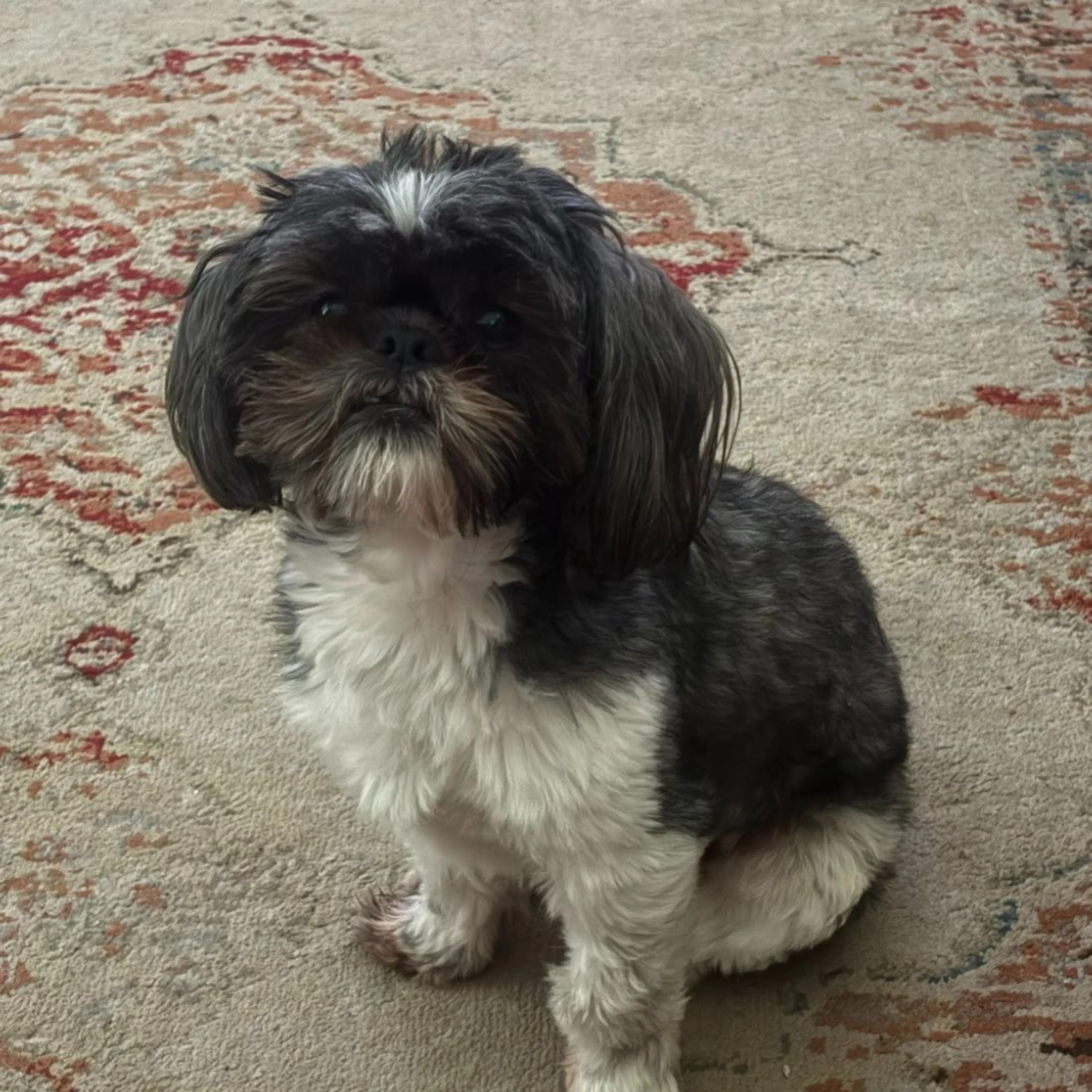 Lost pet
