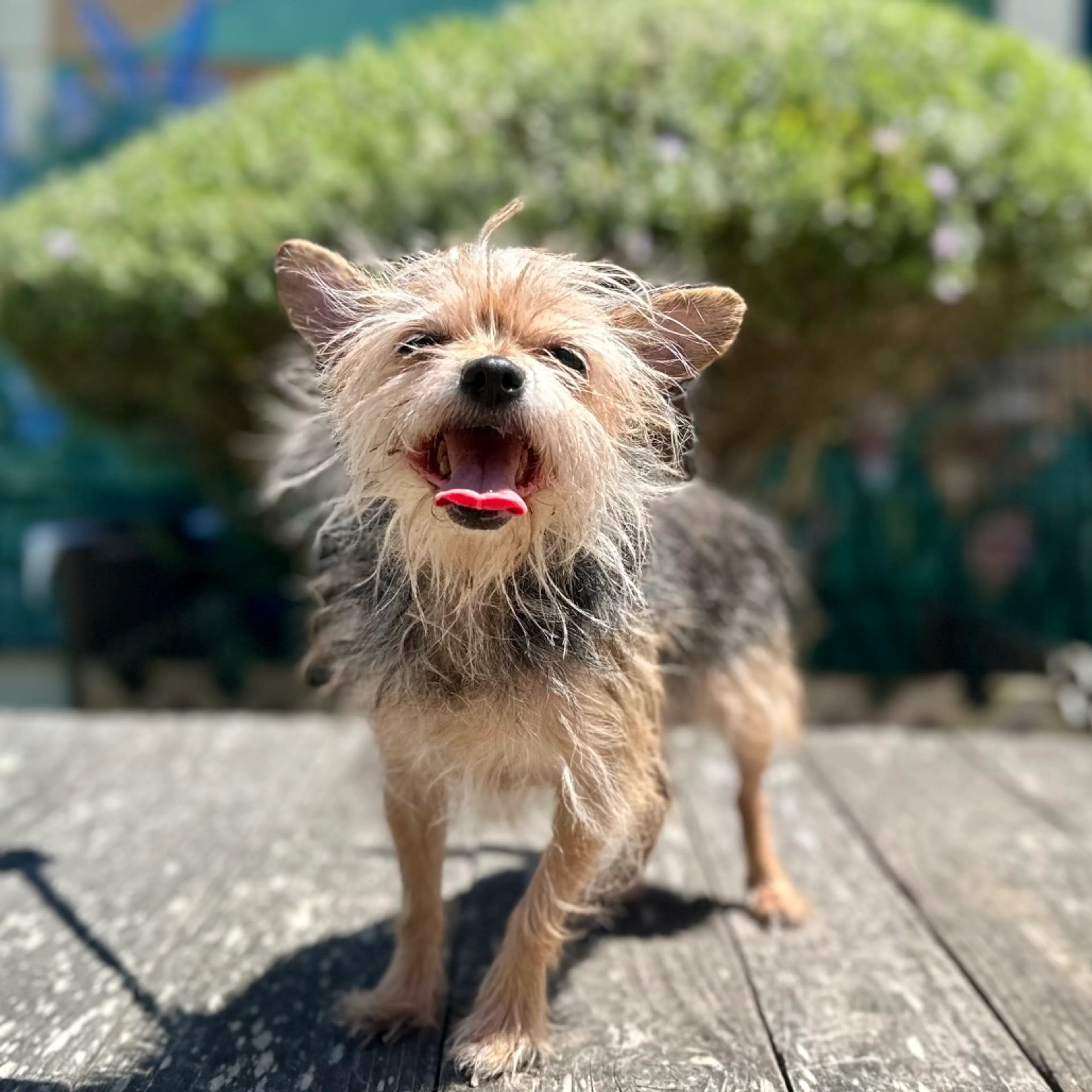 Found pet-2