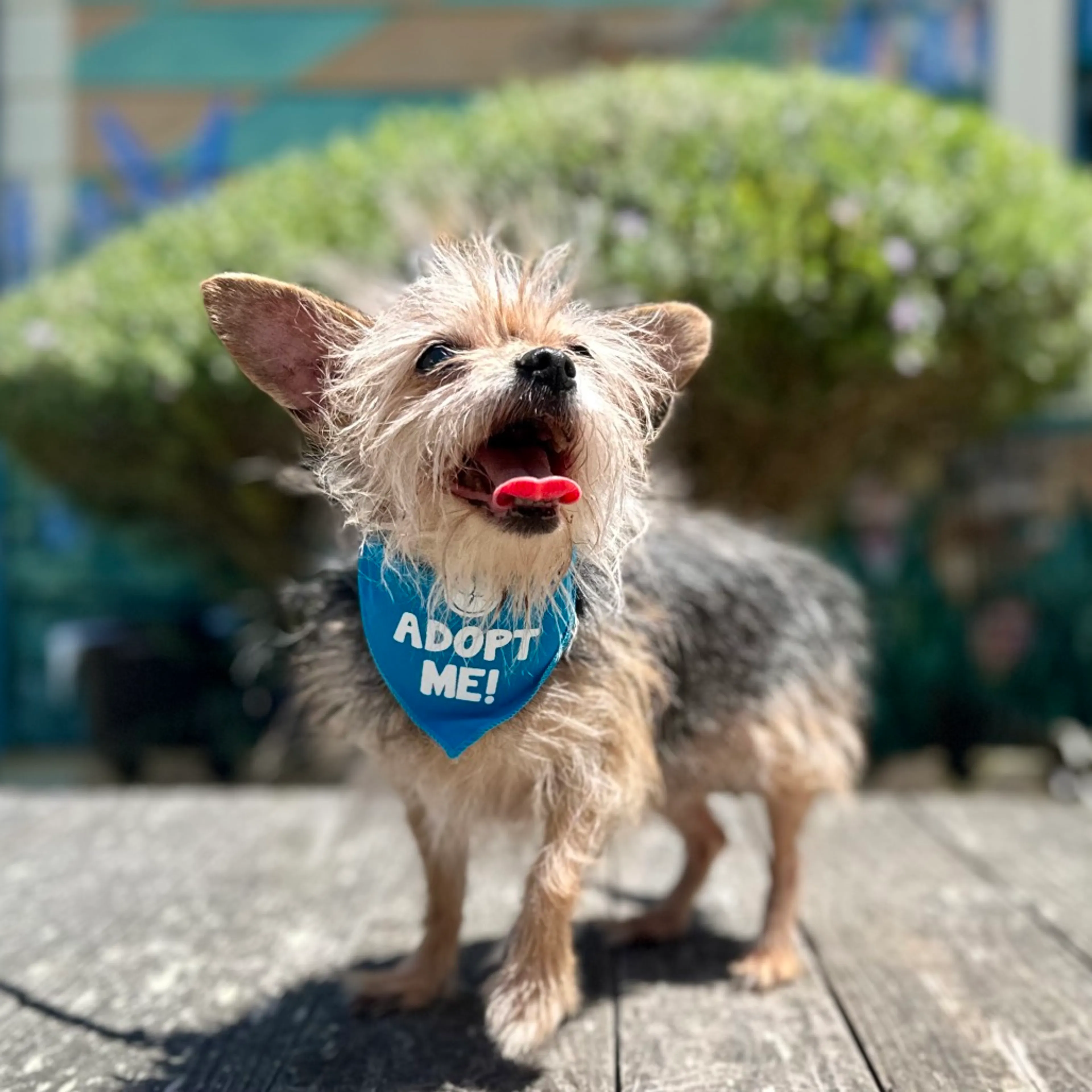 Found pet-5