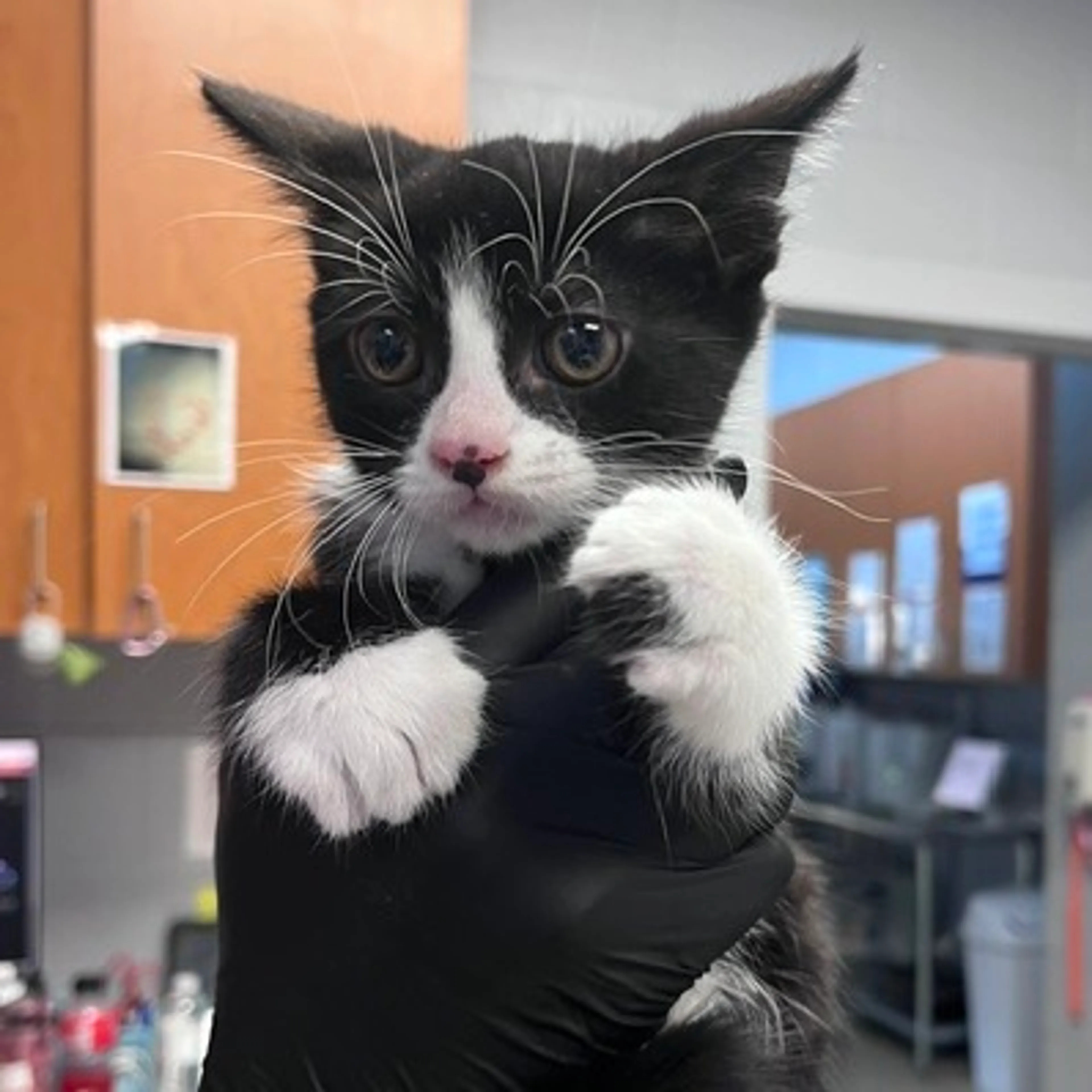 Found pet