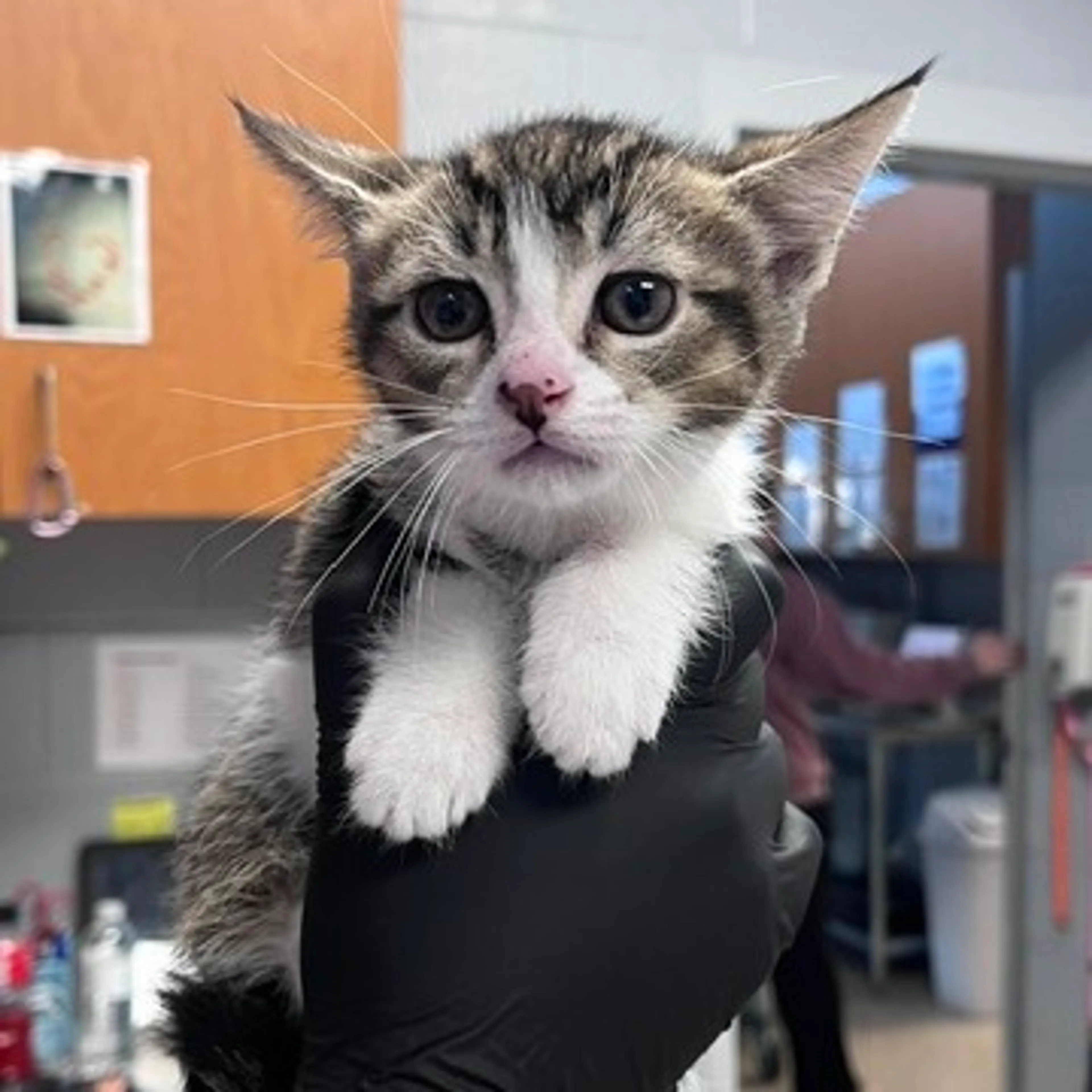 Found pet
