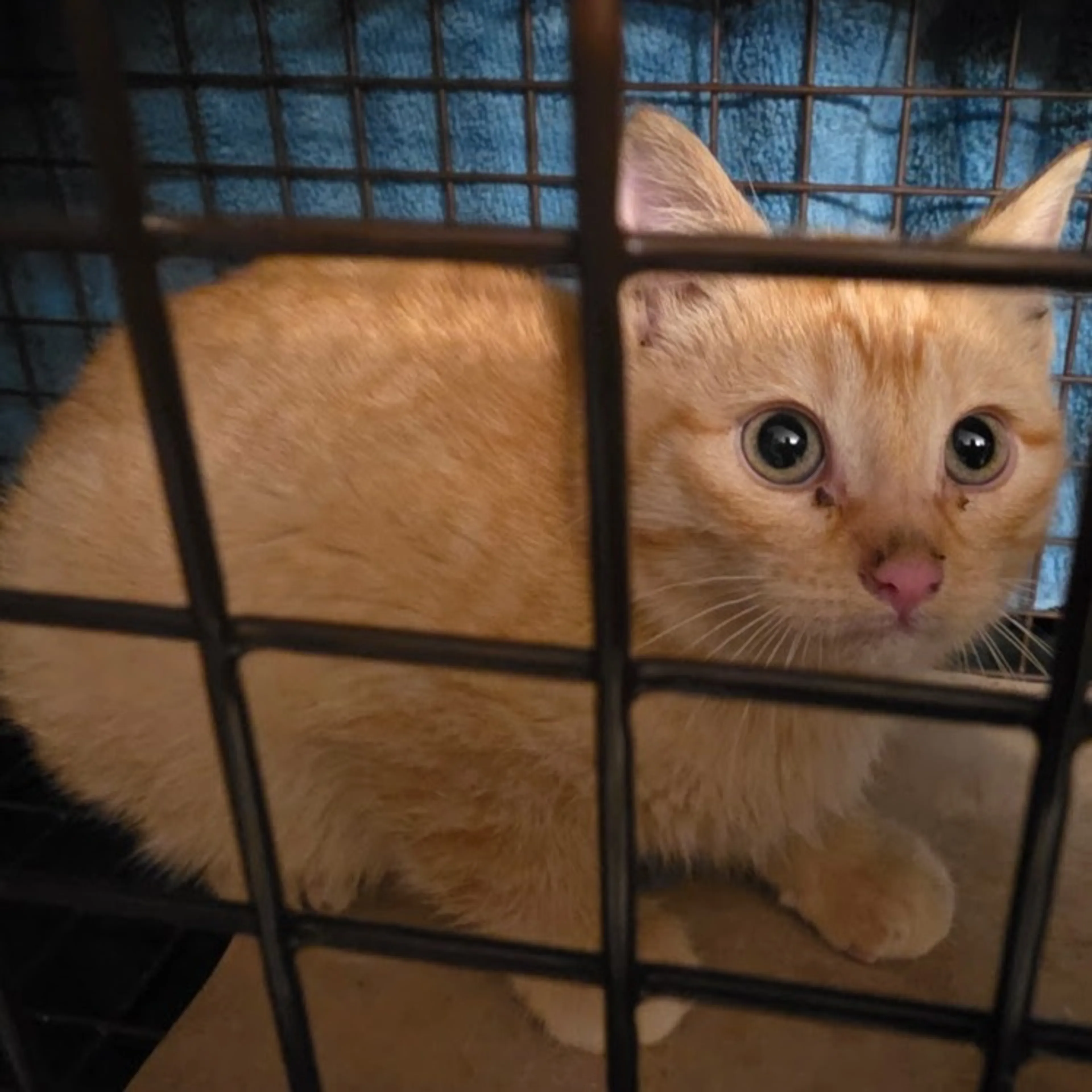 Found pet-1