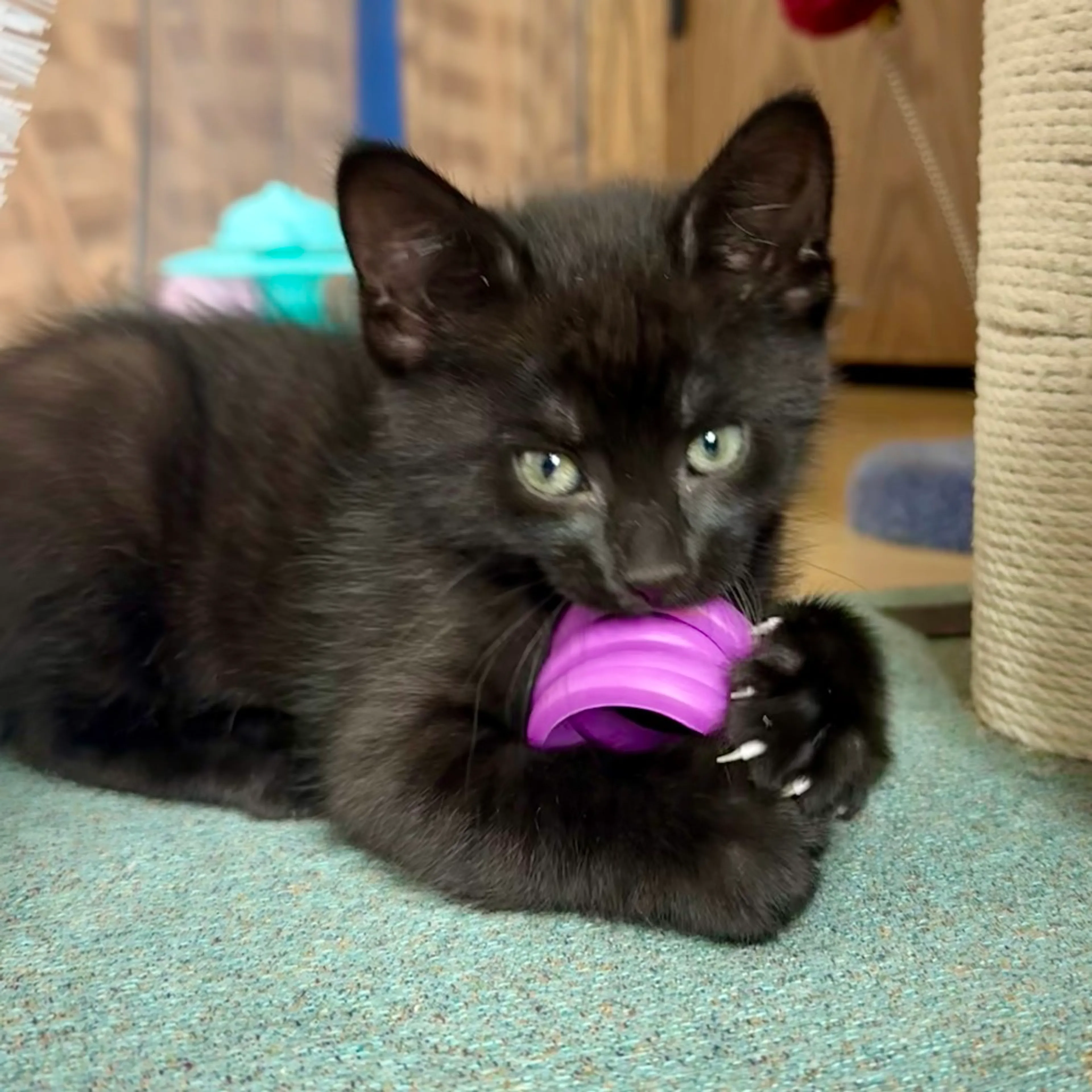 Found pet-0
