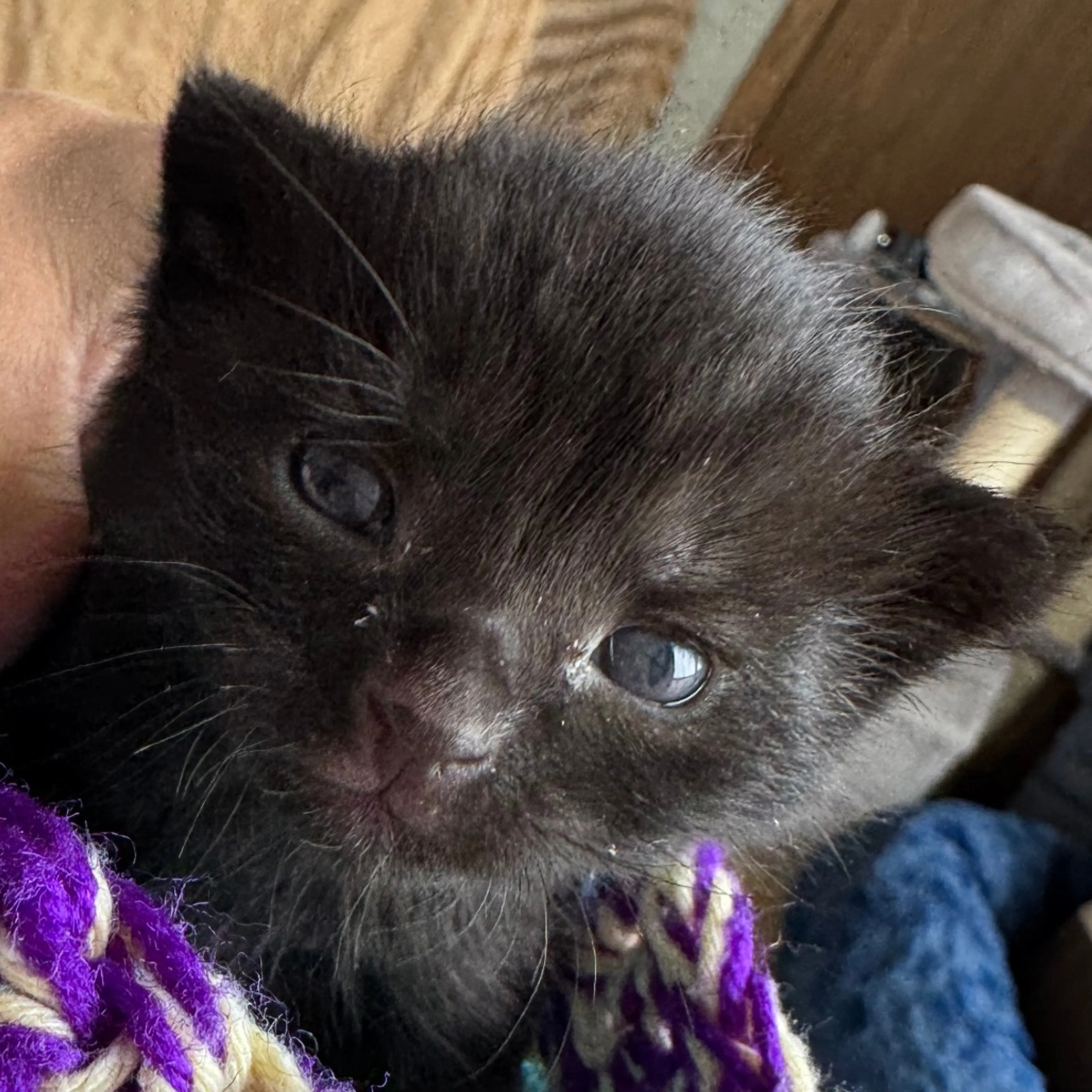 Found pet-1