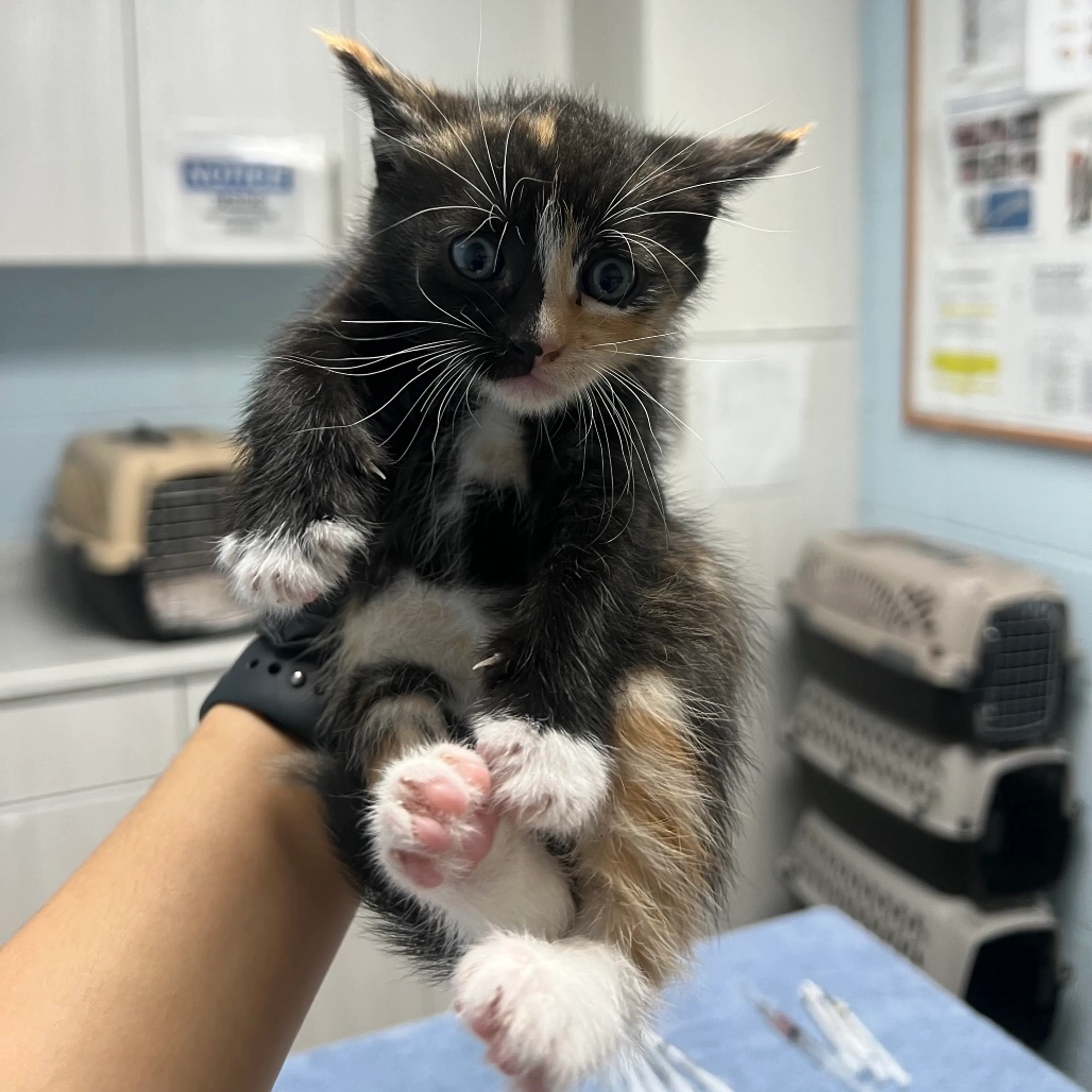 Found pet