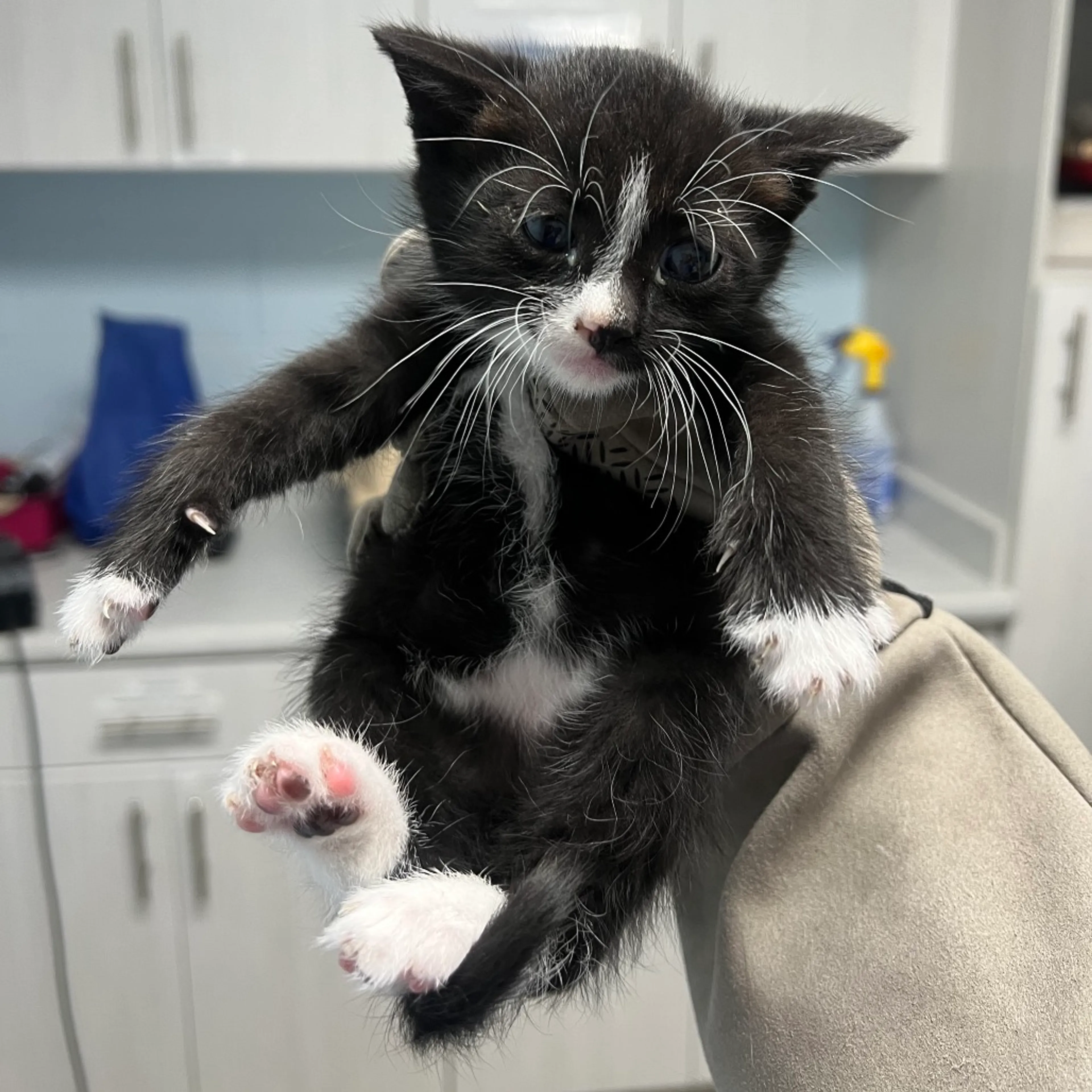 Found pet