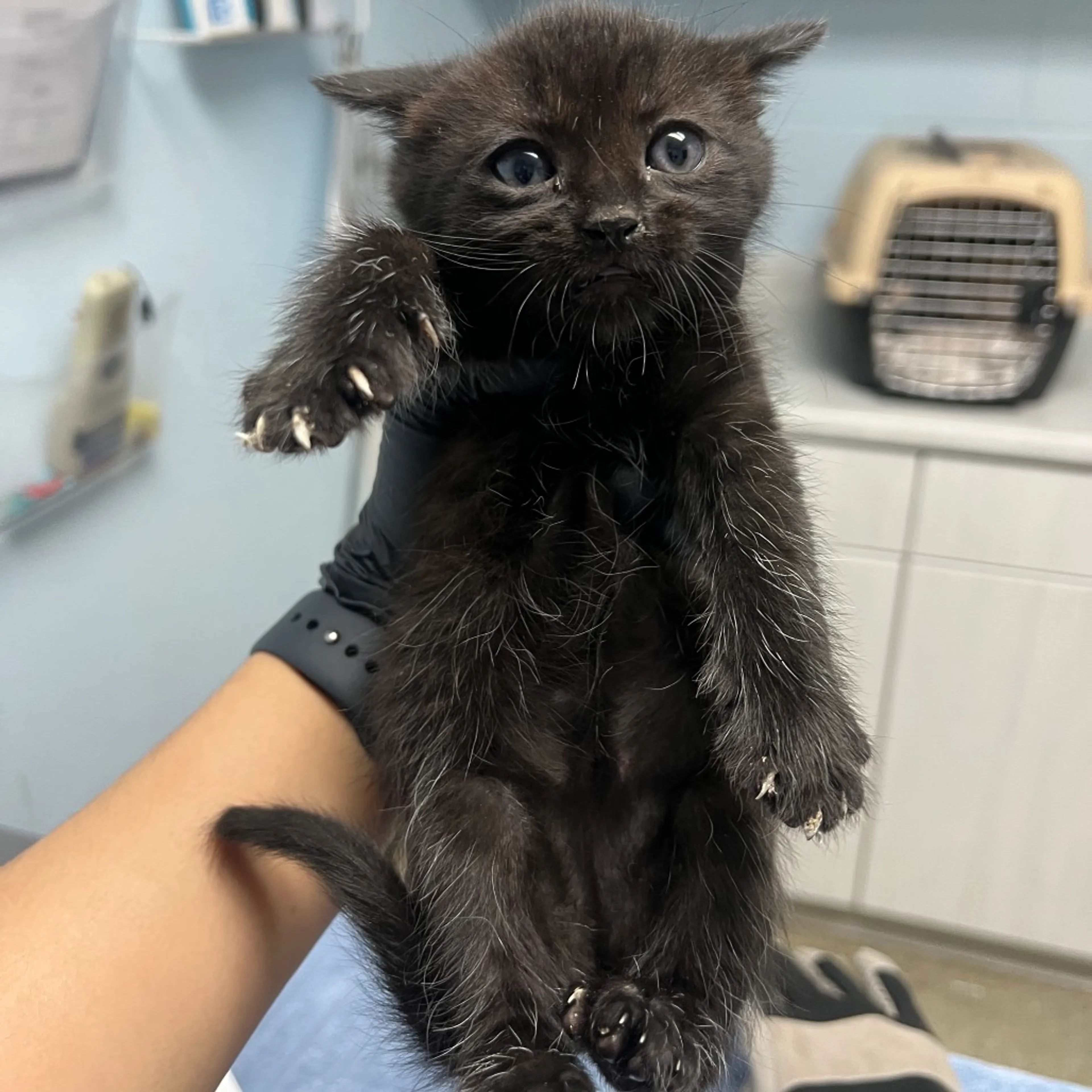 Found pet