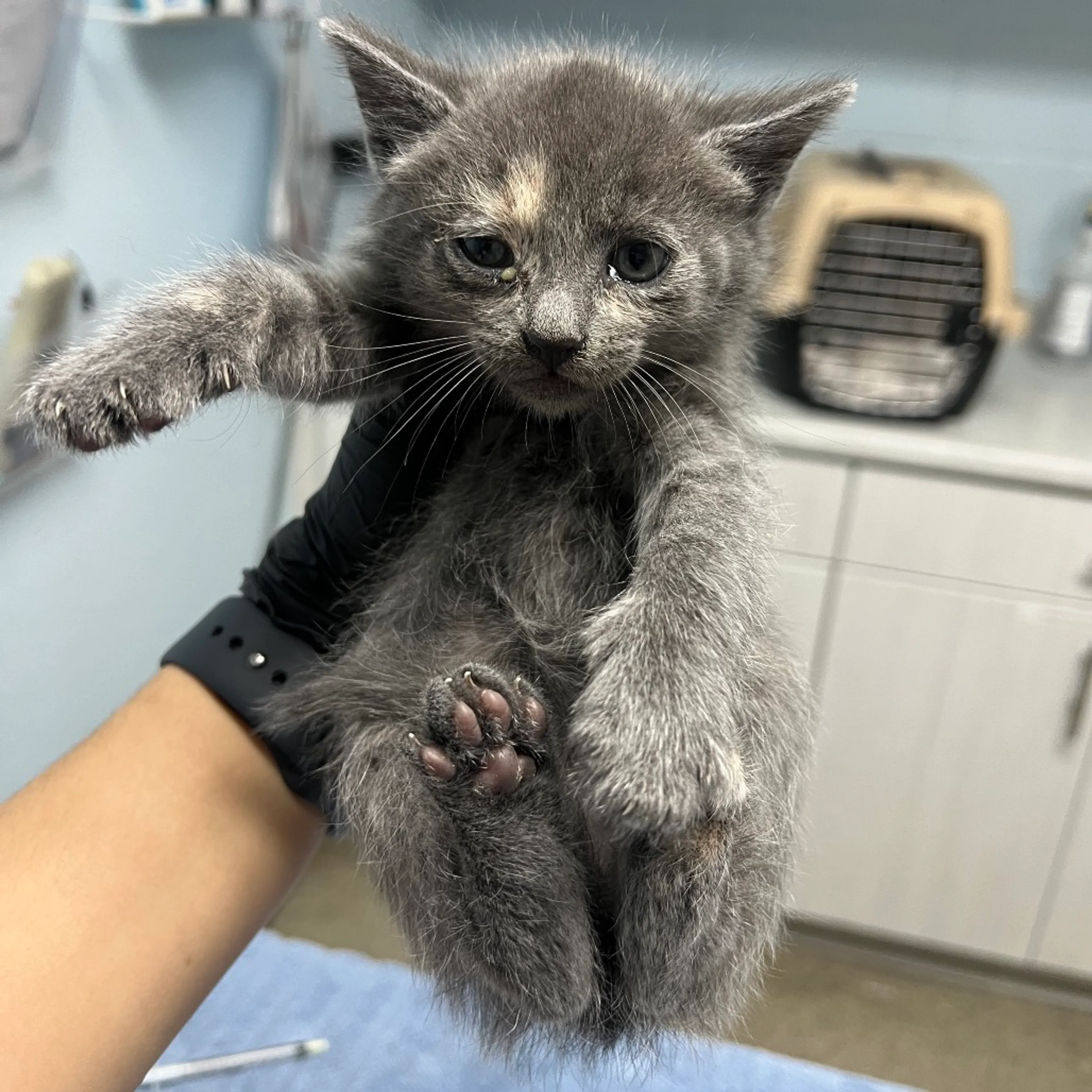 Found pet